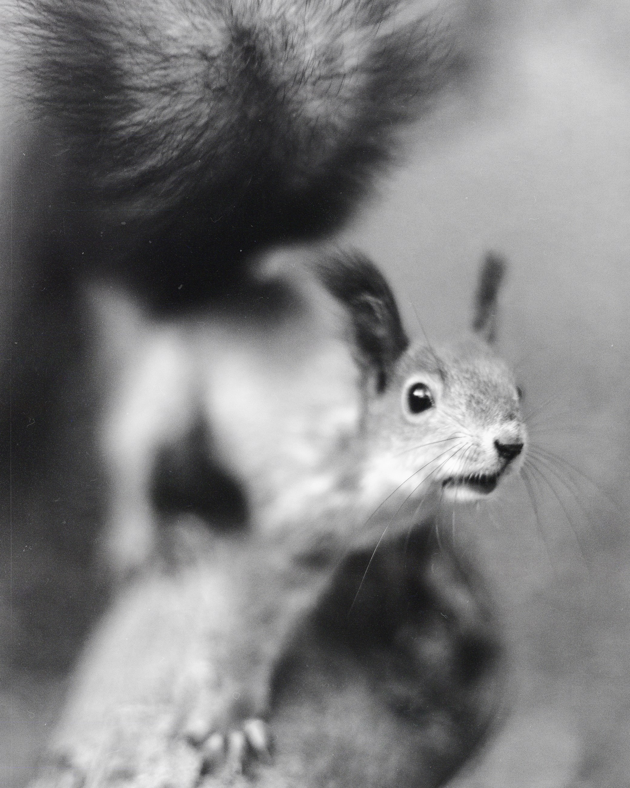 N a t u r e. Your photographer