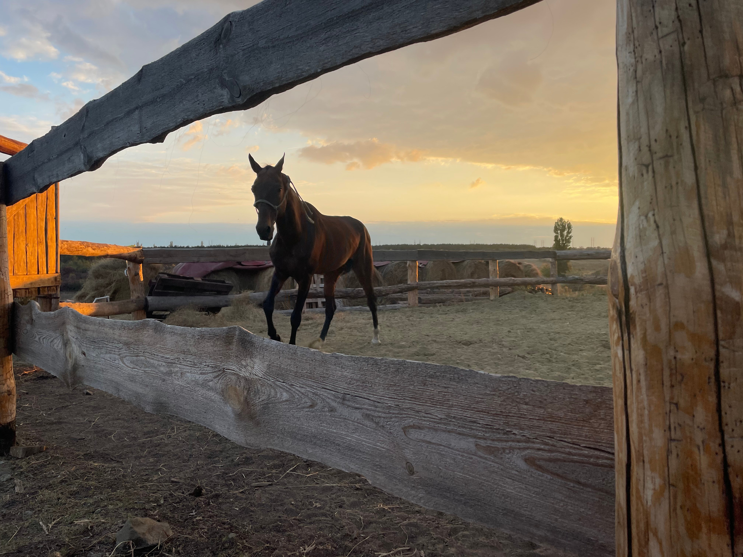 170 004 Конь. ВИЗУАЛЬНЫЕ И ЗВУКОВЫЕ РЕШЕНИЯ ДЛЯ БИЗНЕСА И СЪЁМОК ТЕЛЕТЕЛА