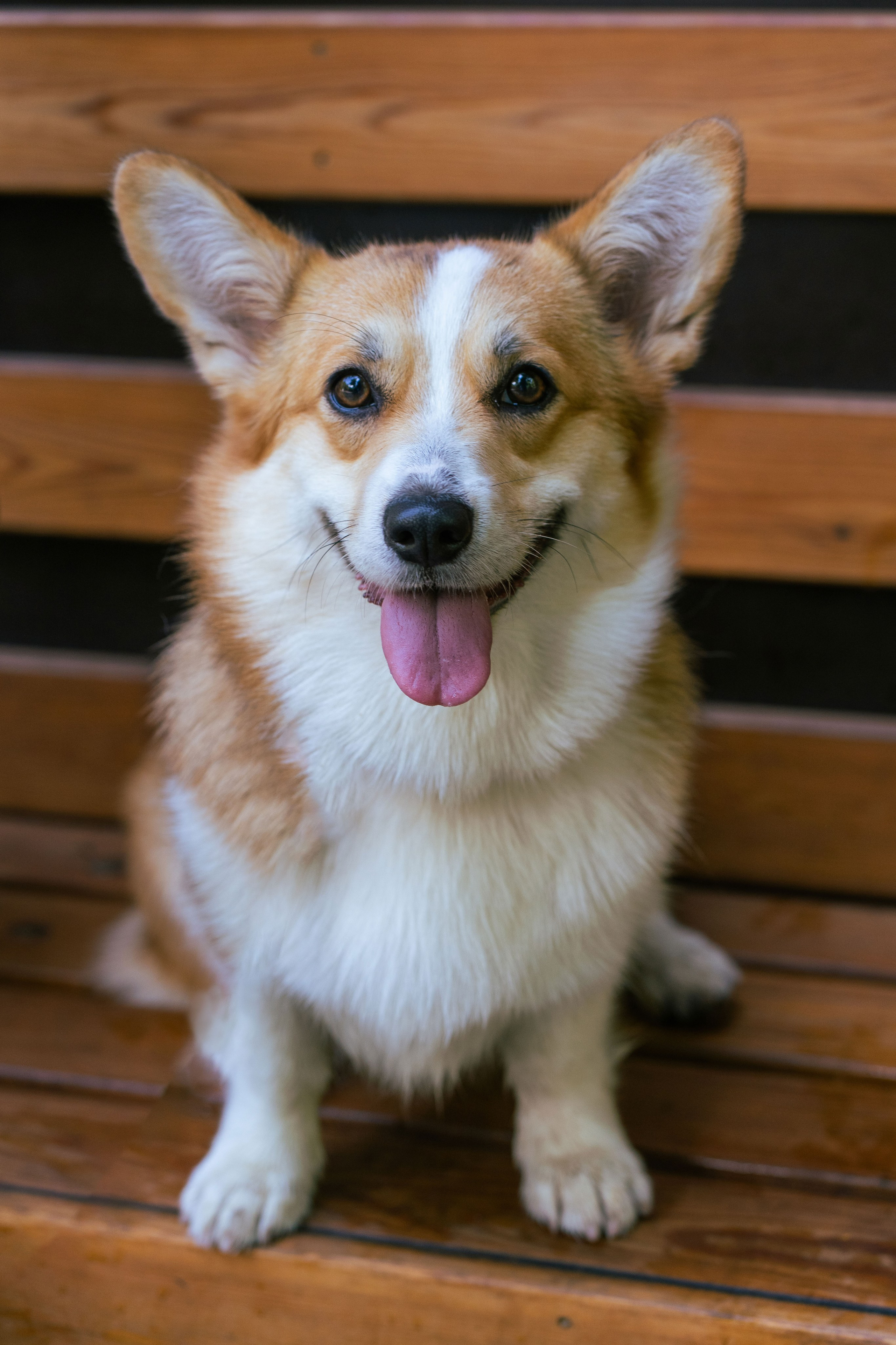 Ольга и коржики. Свадебный фотограф в Москве Анна Полушина