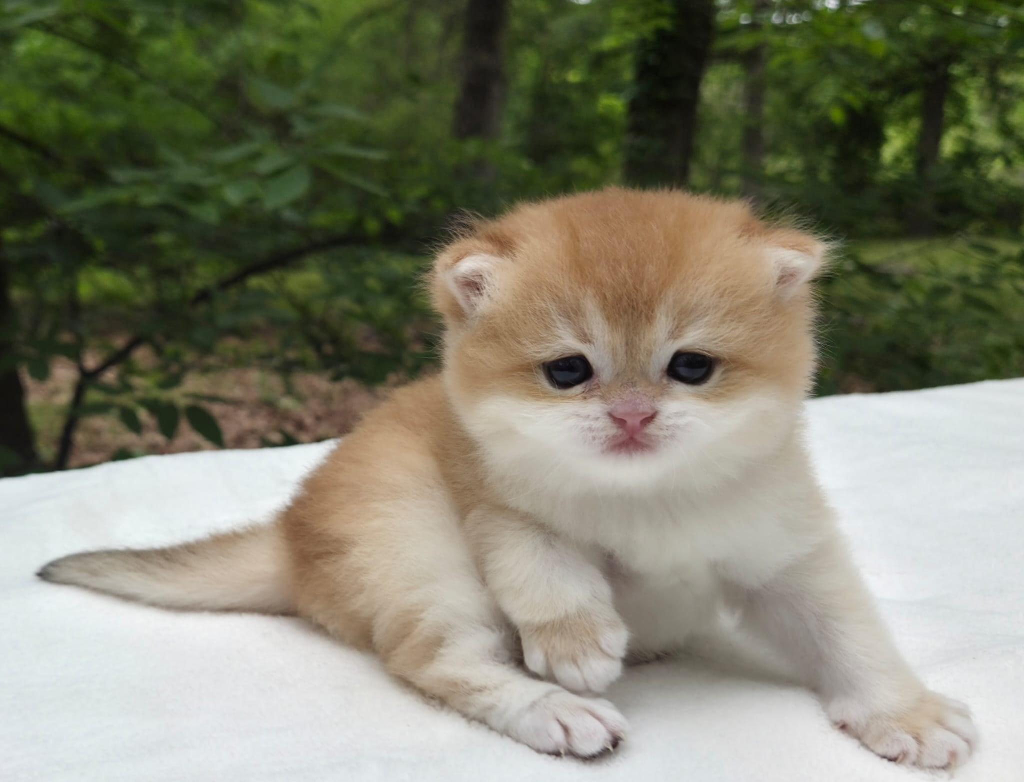 Shady, female, DB-03/25/26. British shorhair Cats