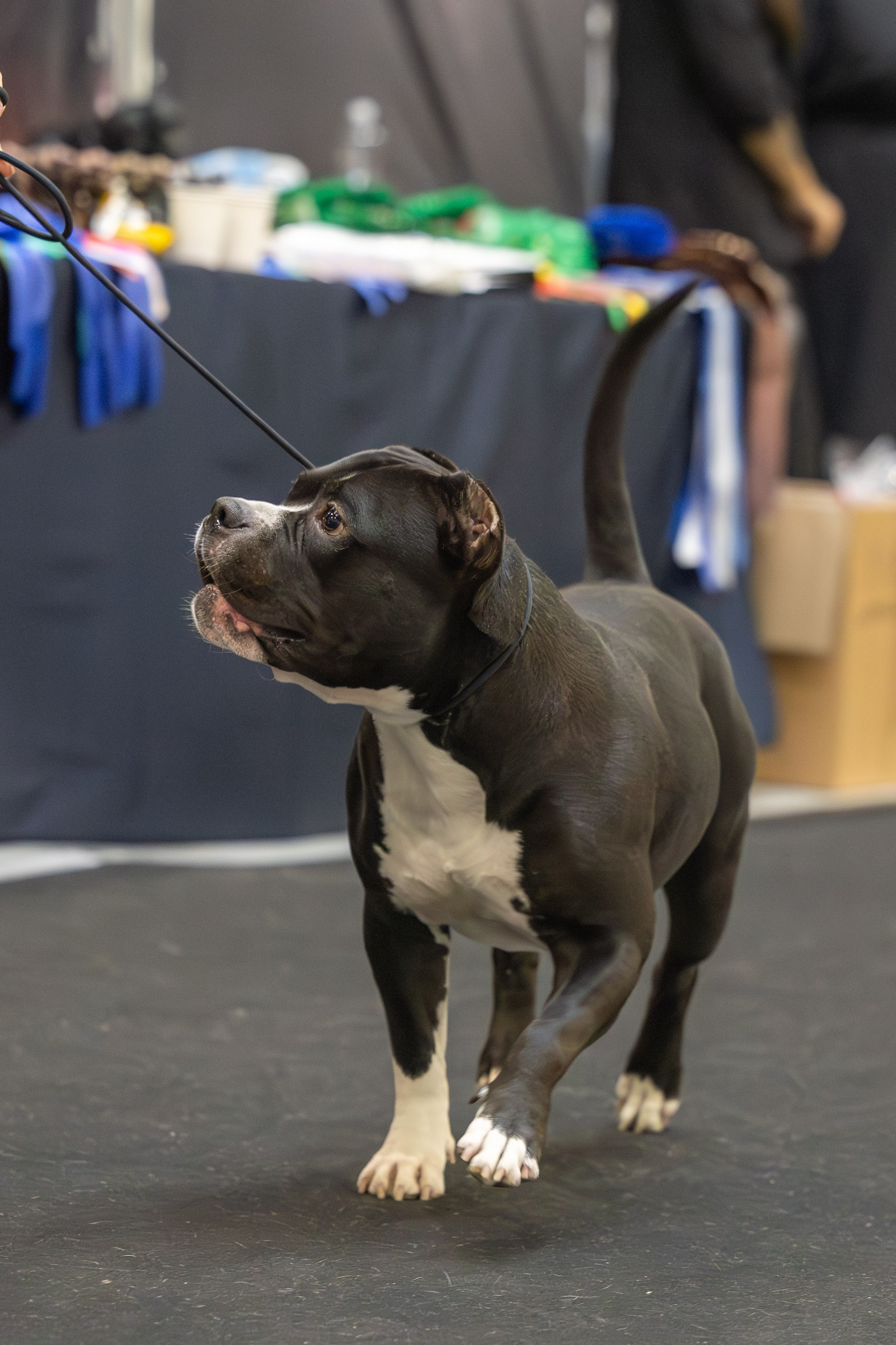 АВКС. Виктория Михайловская. Фотограф-анималист. Москва