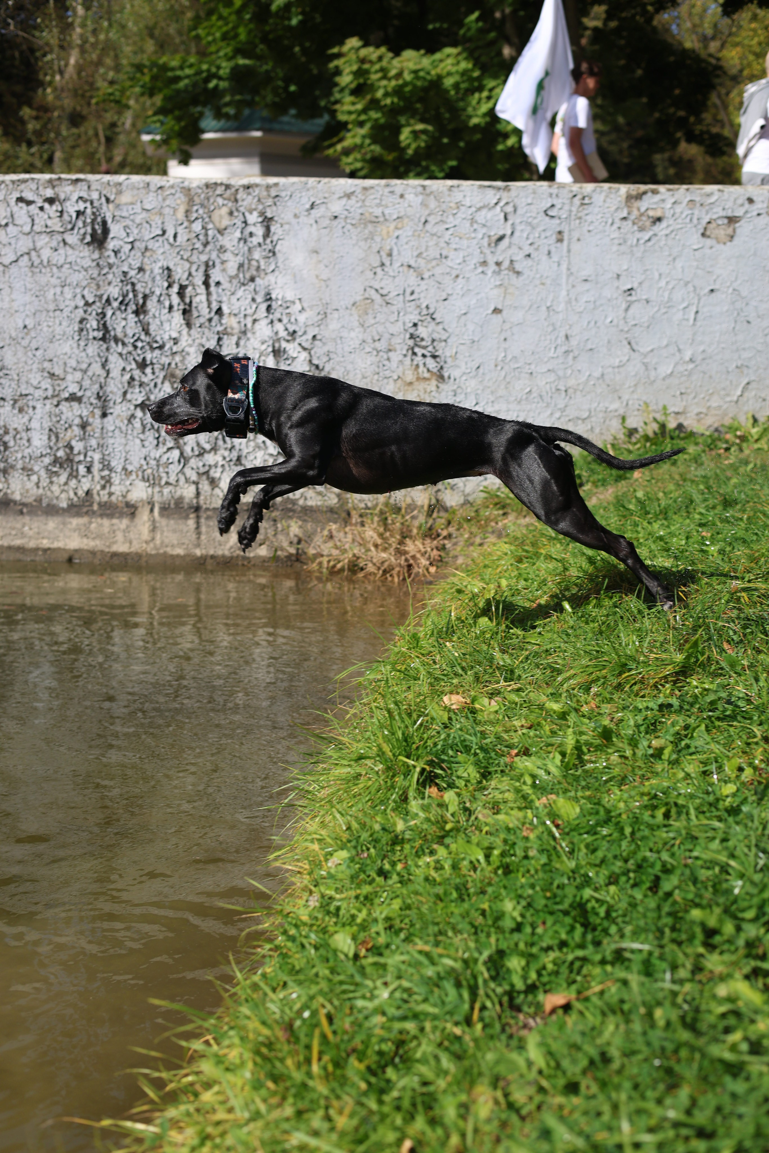 Алена и Бора. Виктория Михайловская. Фотограф-анималист. Москва