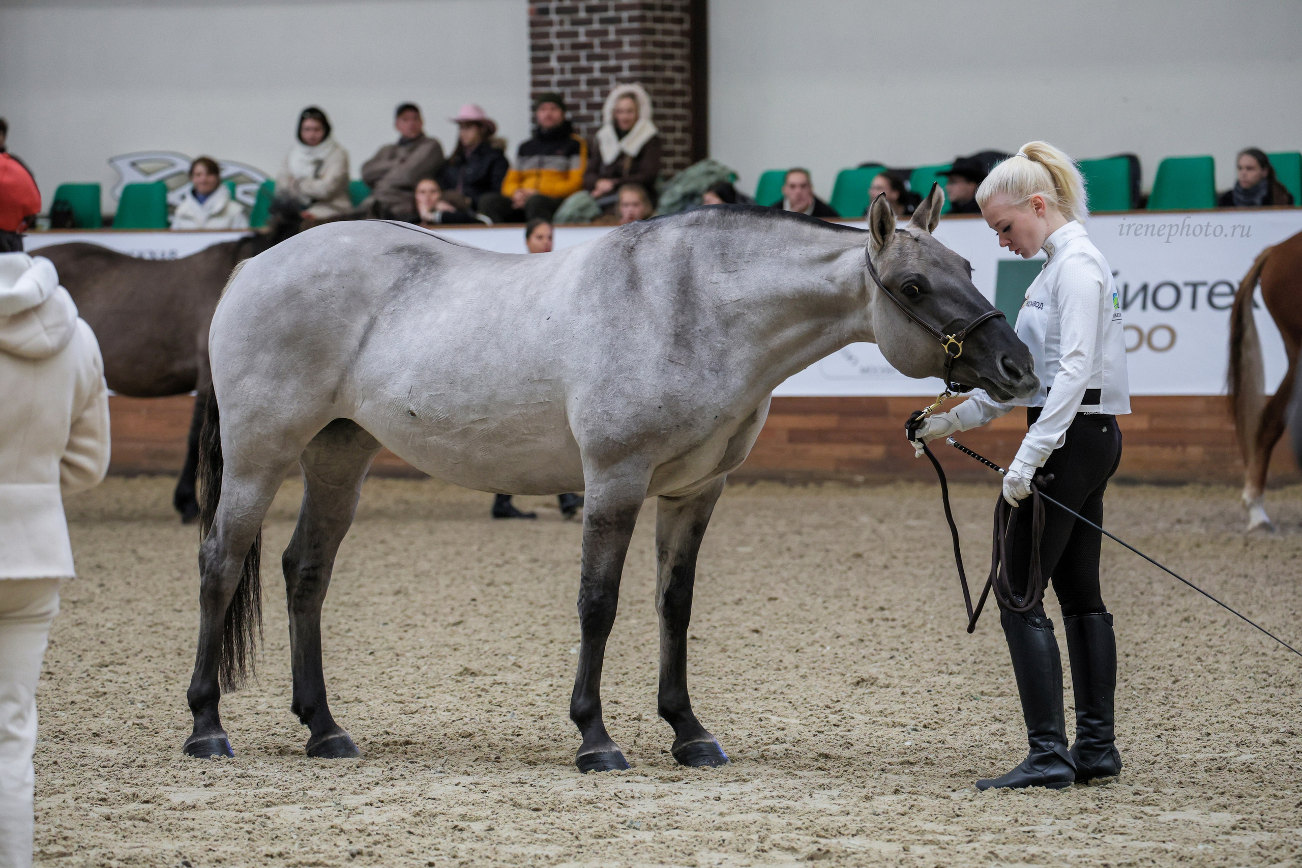 Конная Россия 2024. Irenephoto.ru