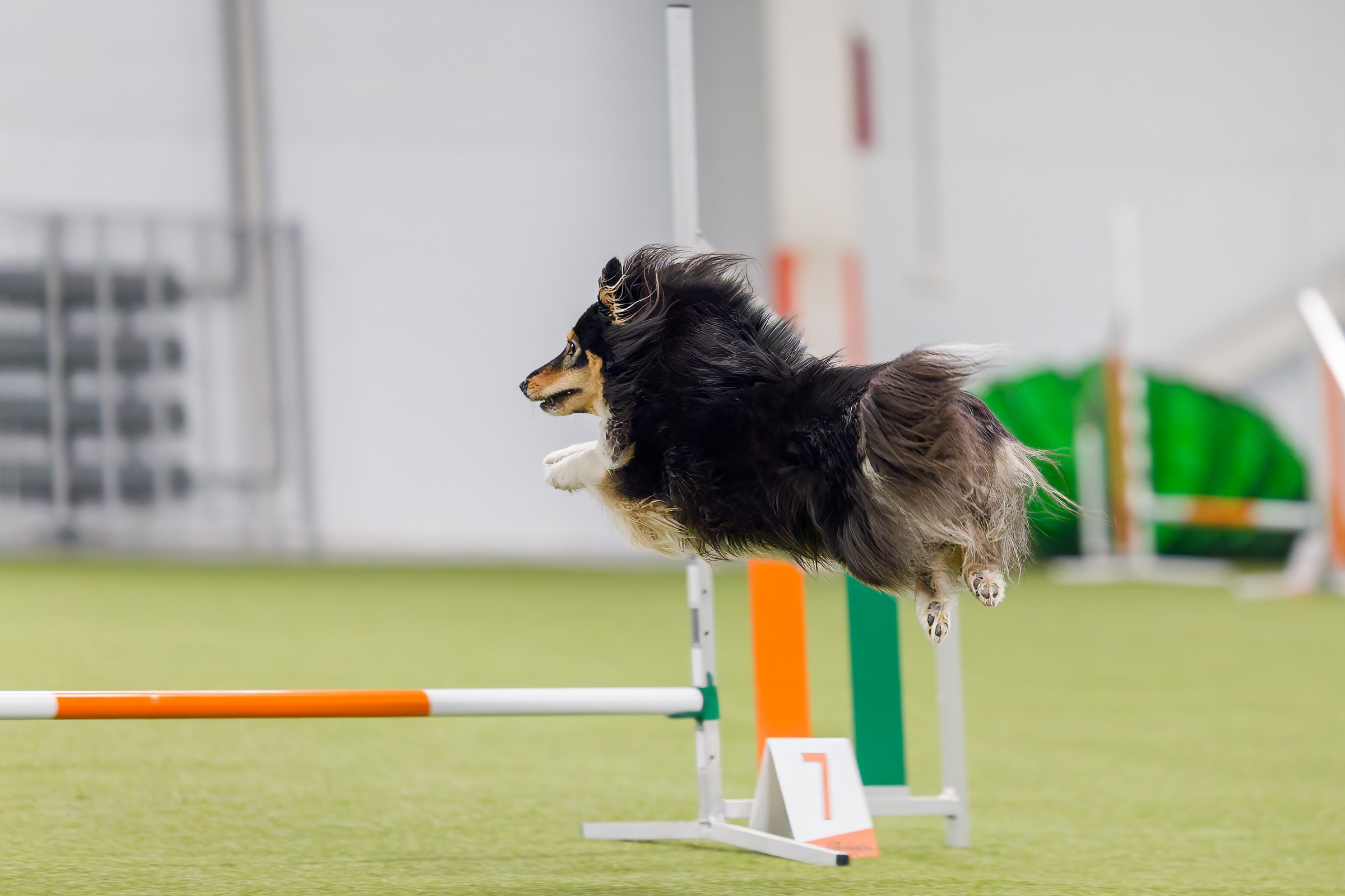 День рождения Пёсбурга — февраль 2025. Irenephoto.ru