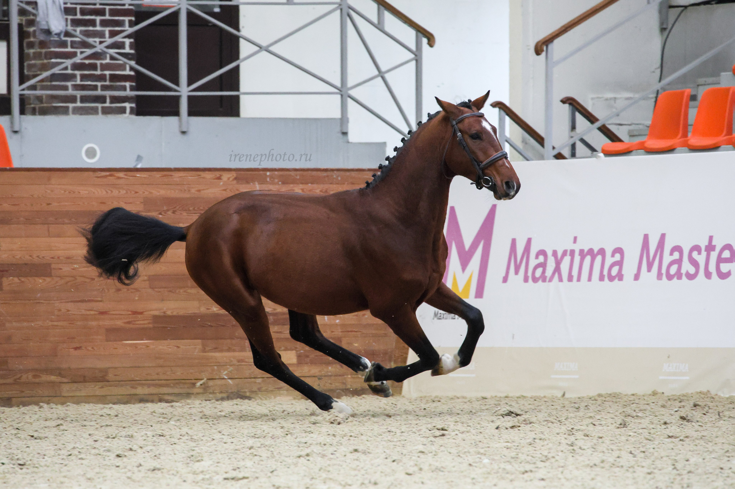 Конная Россия 2024. Irenephoto.ru