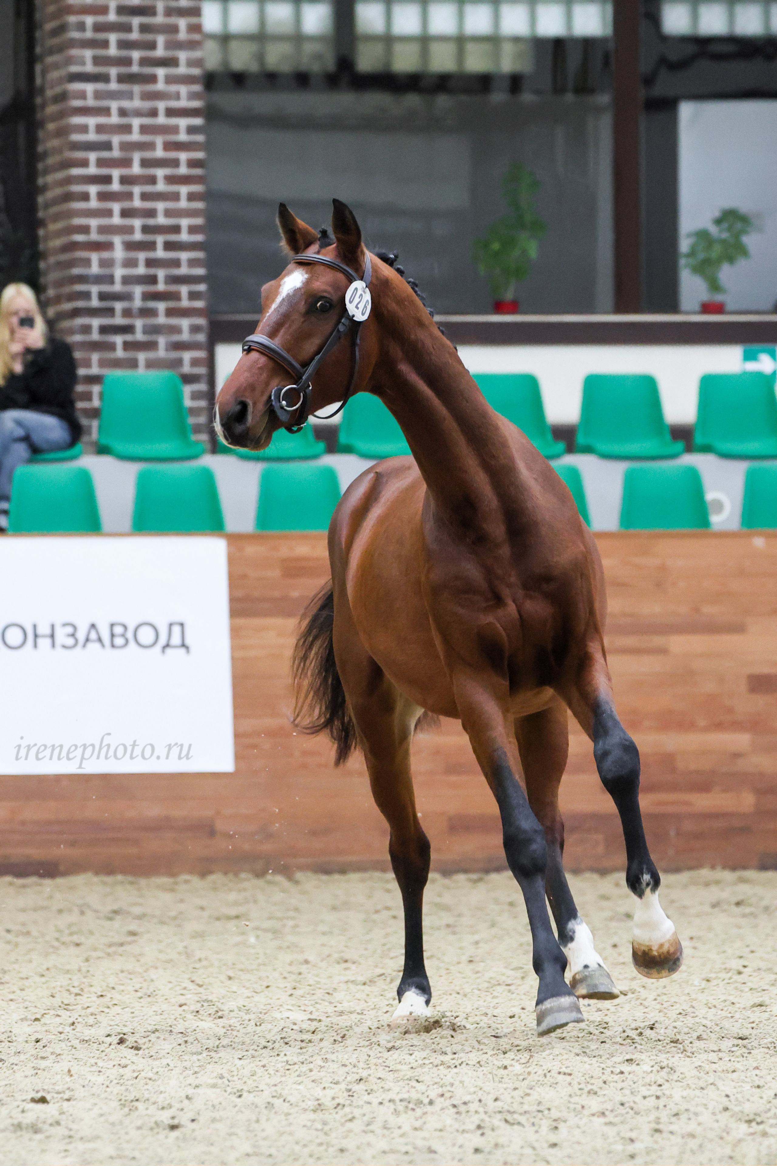 Конная Россия 2024. Irenephoto.ru