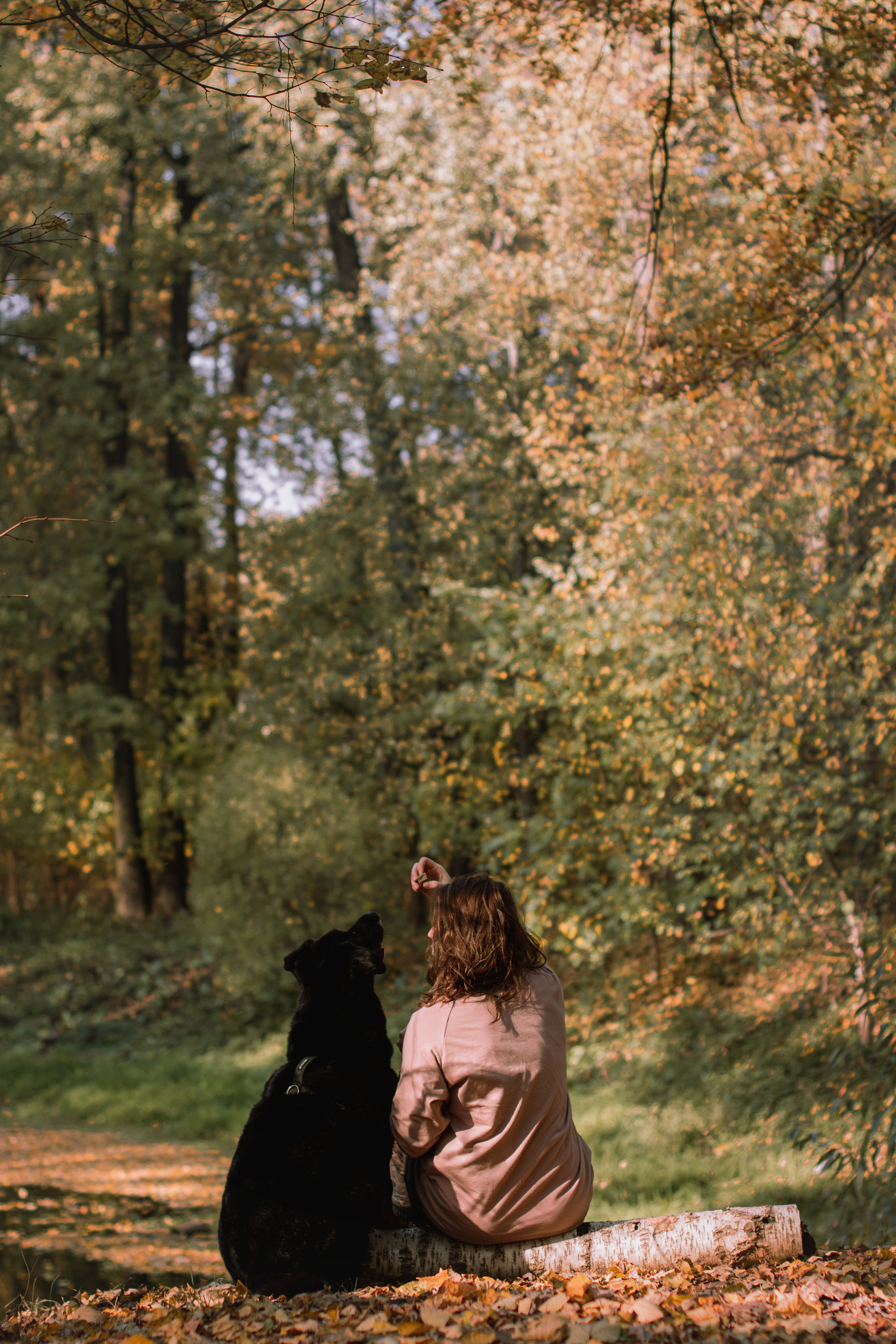 Фотосессия с собакой в осеннем парке. Фотограф собак, анималист в Москве Кира Яковлева