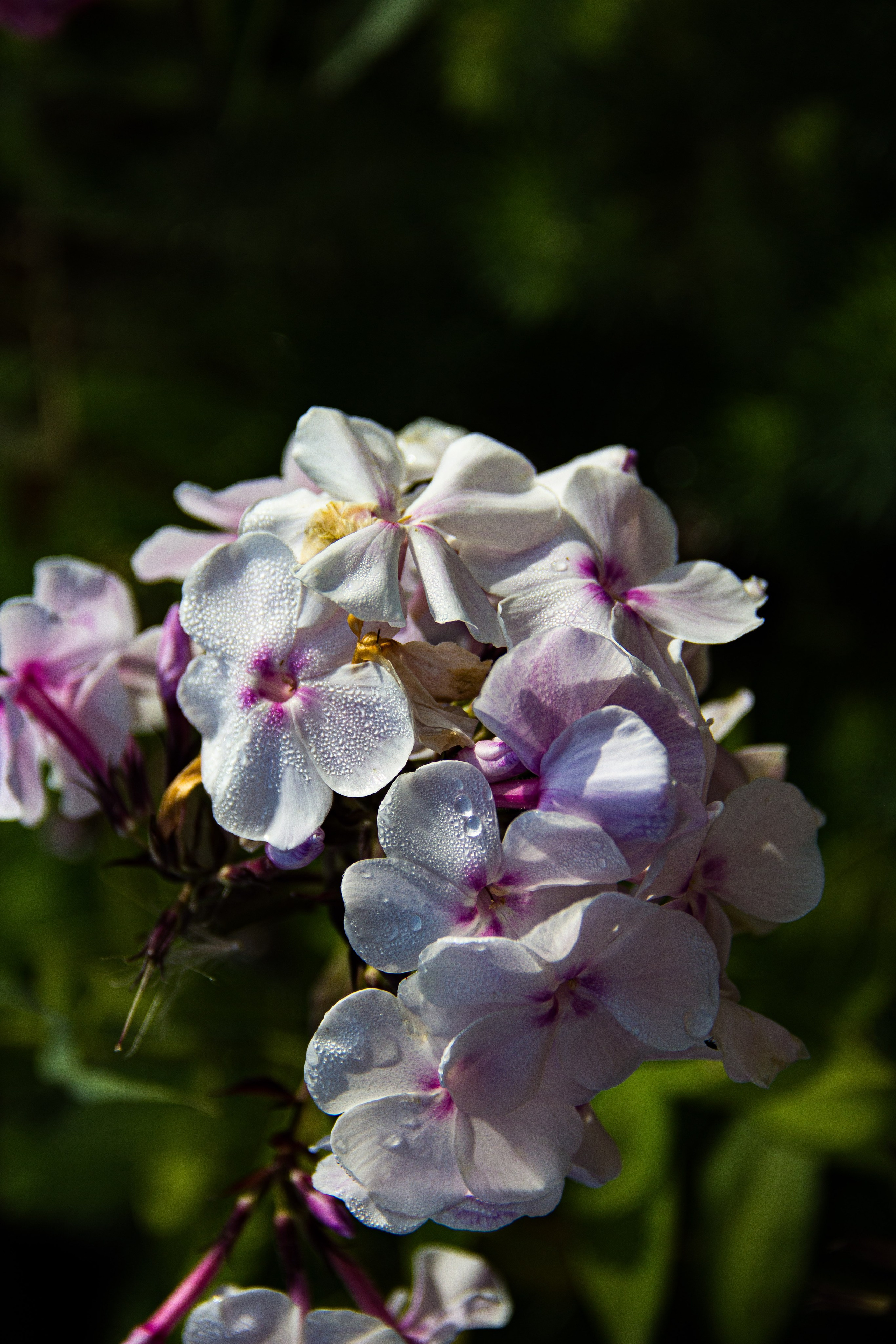 Subject: в саду. Фотограф в Перми Любовь Огородова | Авторские туры