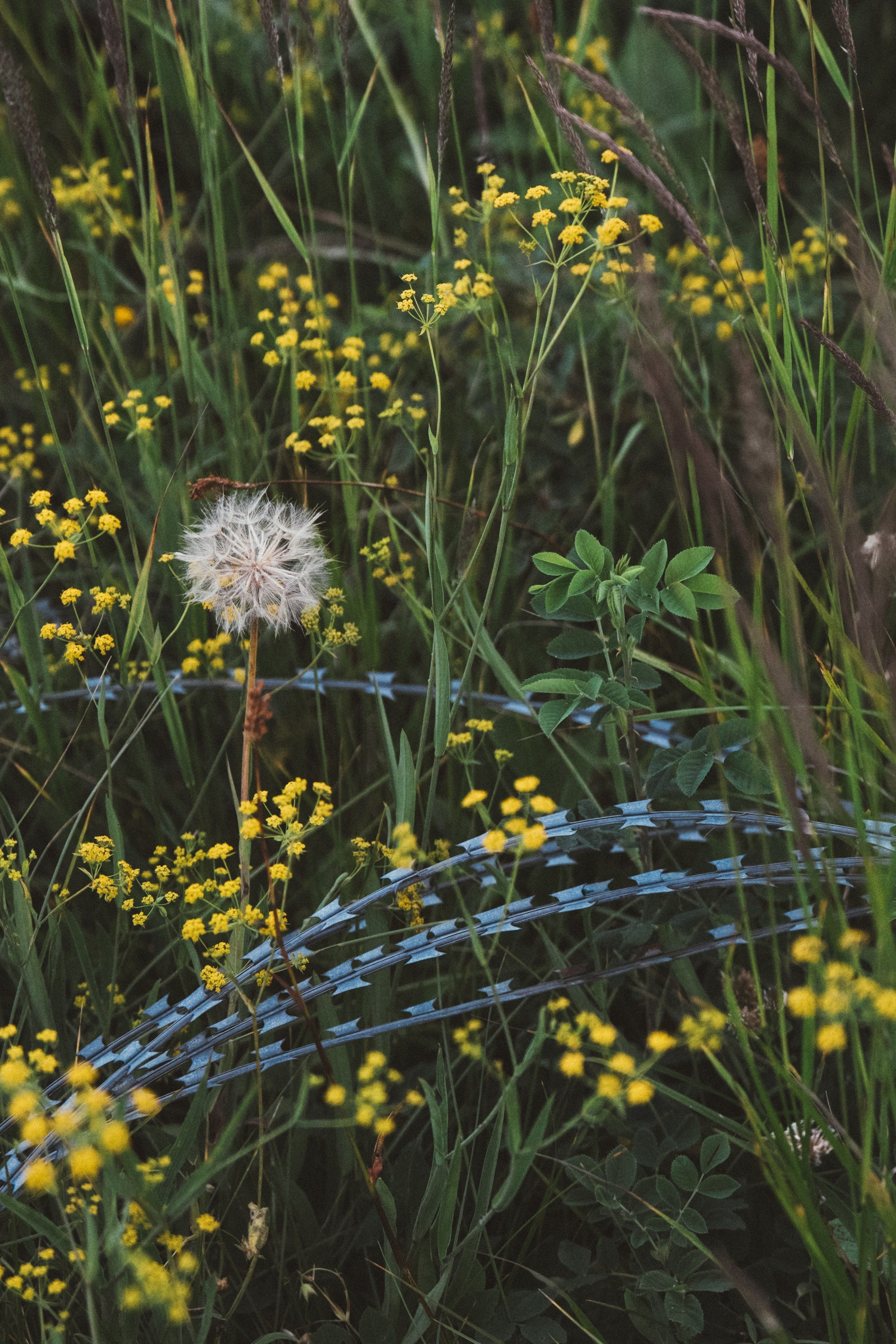 Нахазо ✽ Июль. Репортажный фотограф | Роза Хутор Красная Поляна Сочи Сириус