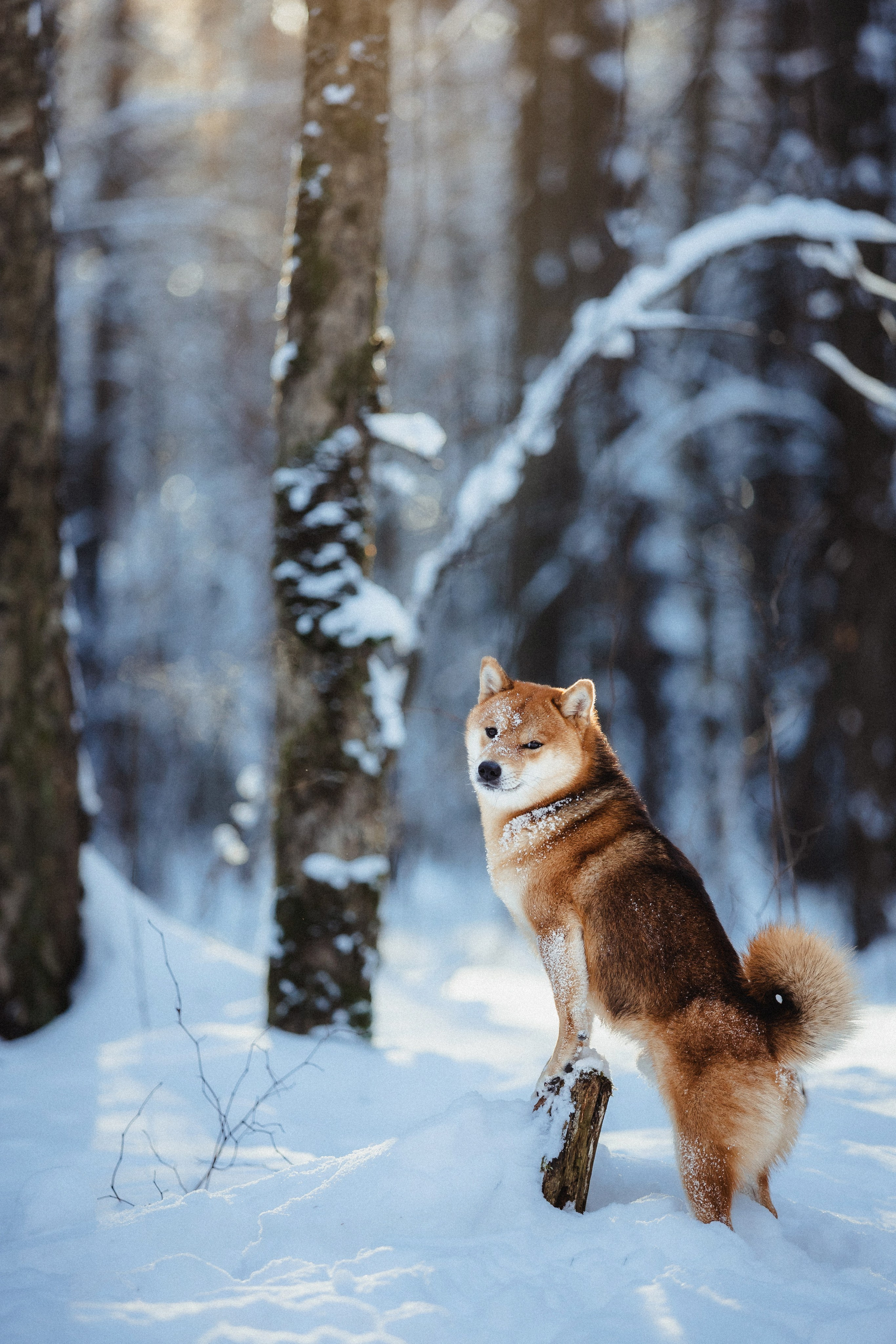 Шед, Цири и Ира