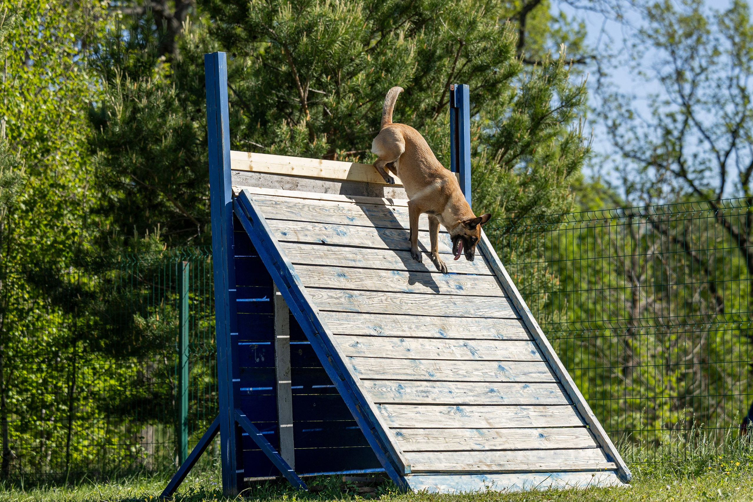 Испытания по мондьорингу в Нижнем Новгороде. Фотограф-анималист Анна Маринич