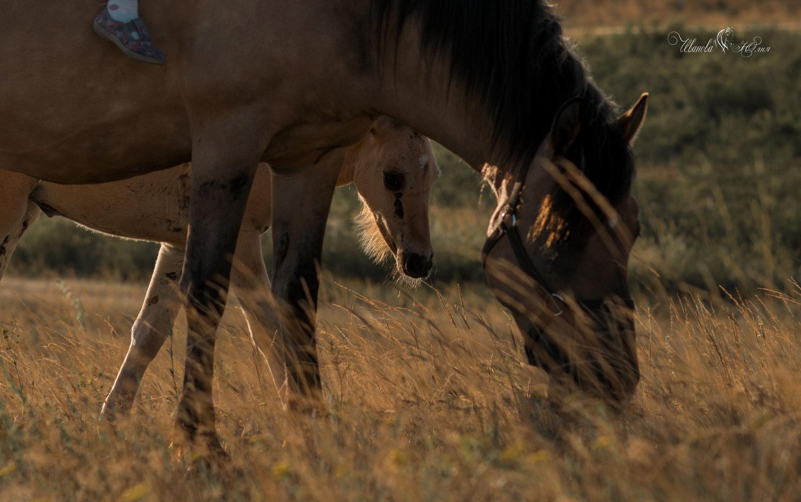 Семья Василия и Натальи. Конный фотограф в Саратове Юлия Иванова