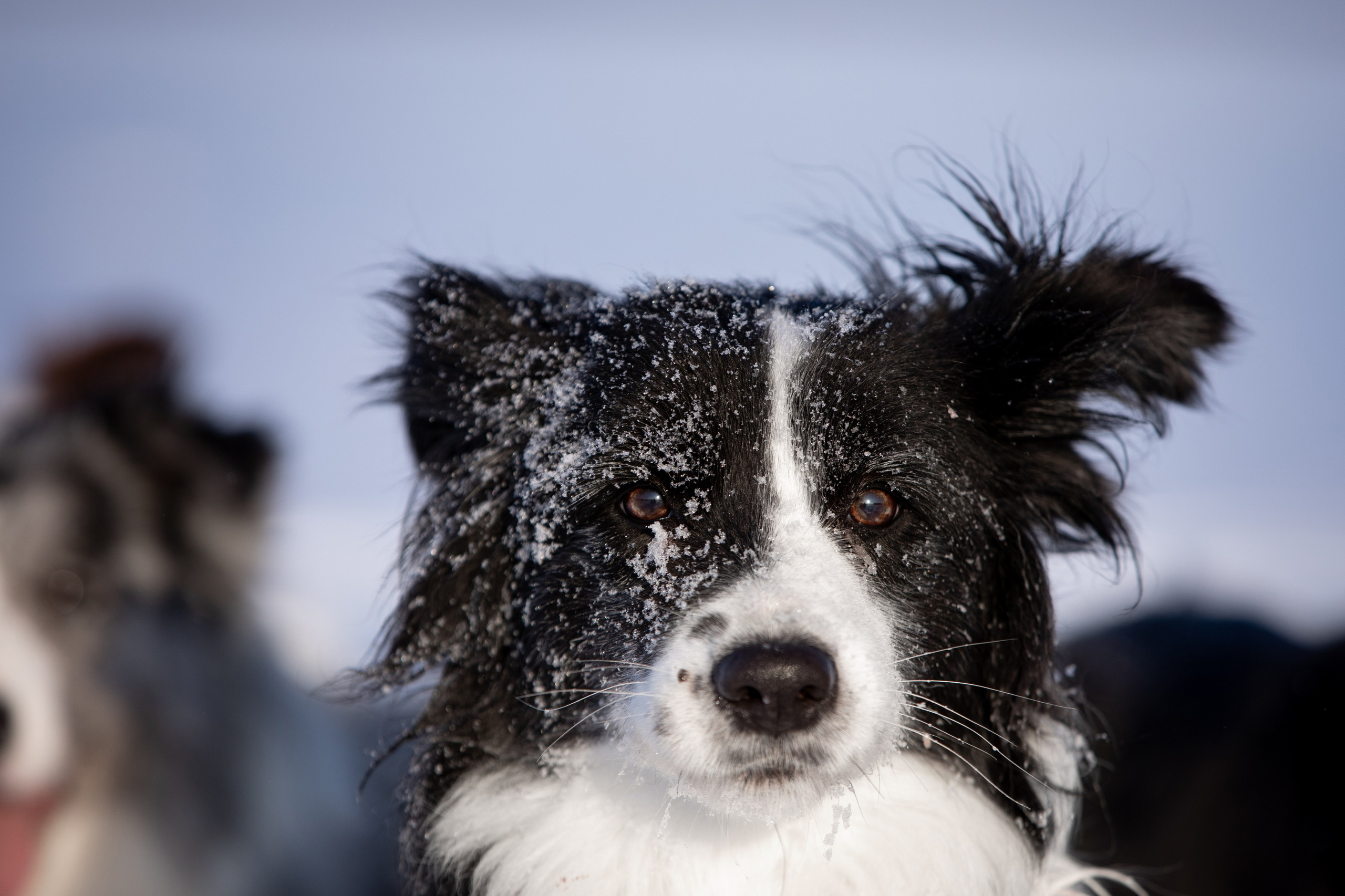 Мороз и солнце. О нас