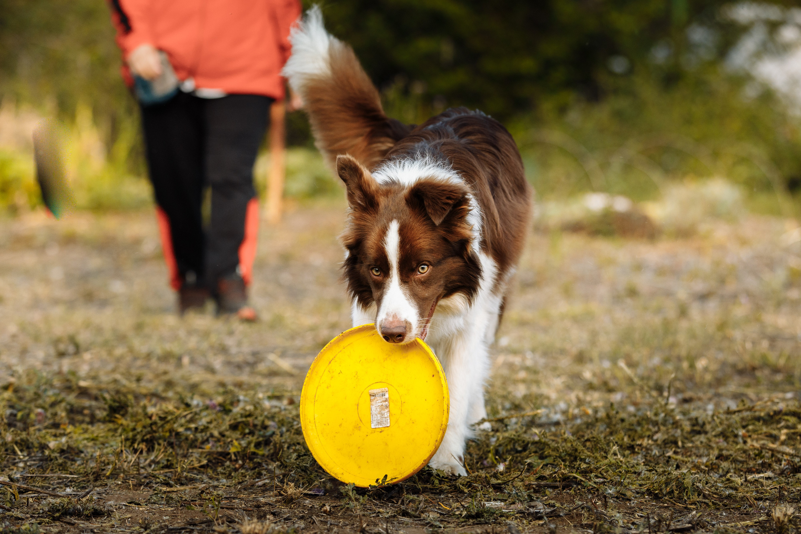 Овечий день. О нас