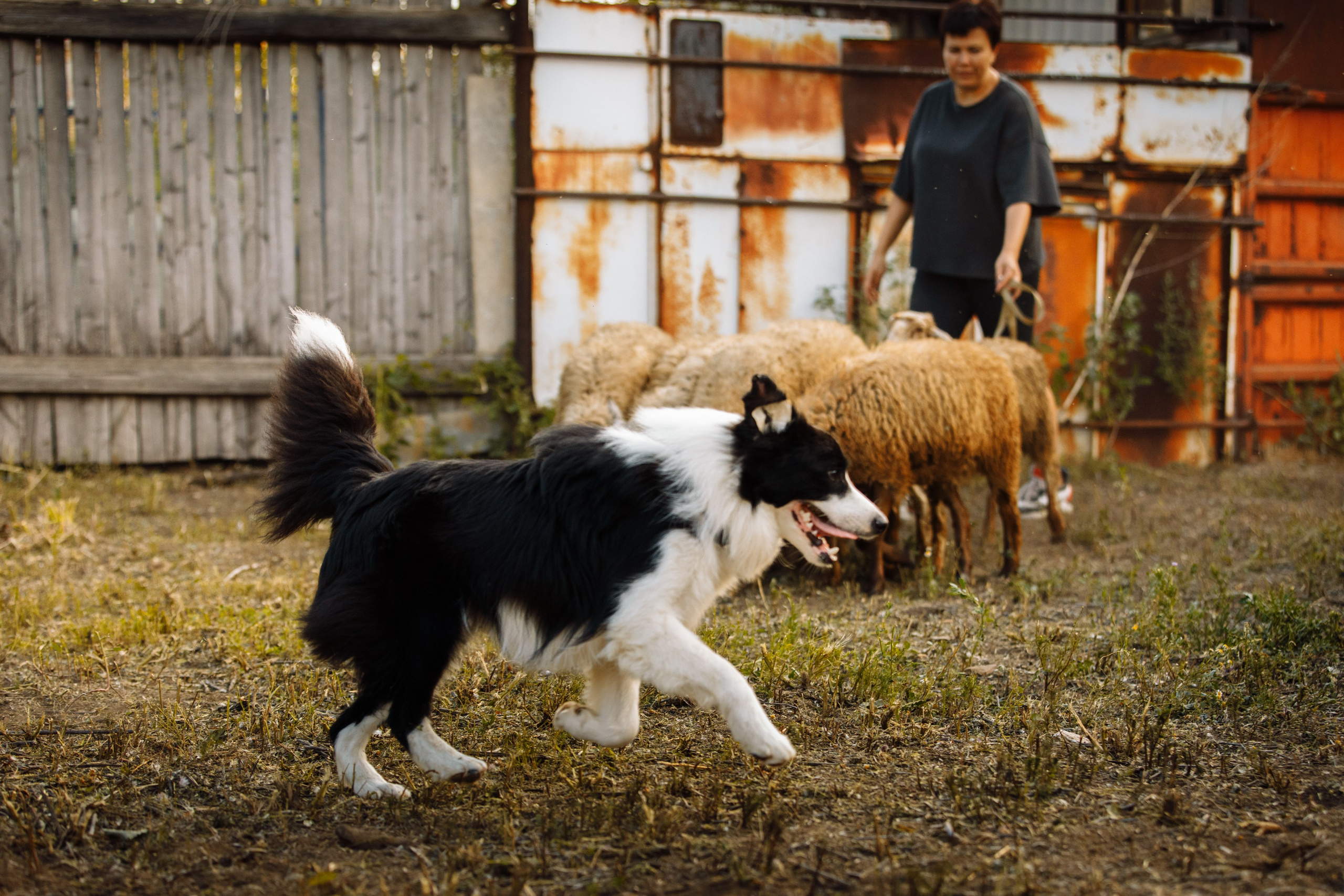 Овечий день. О нас