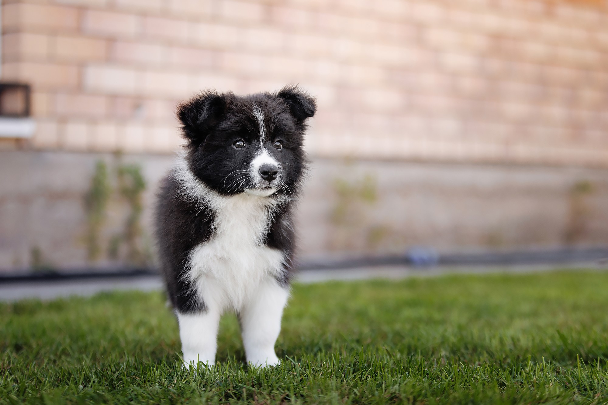 Трава у дома. О нас