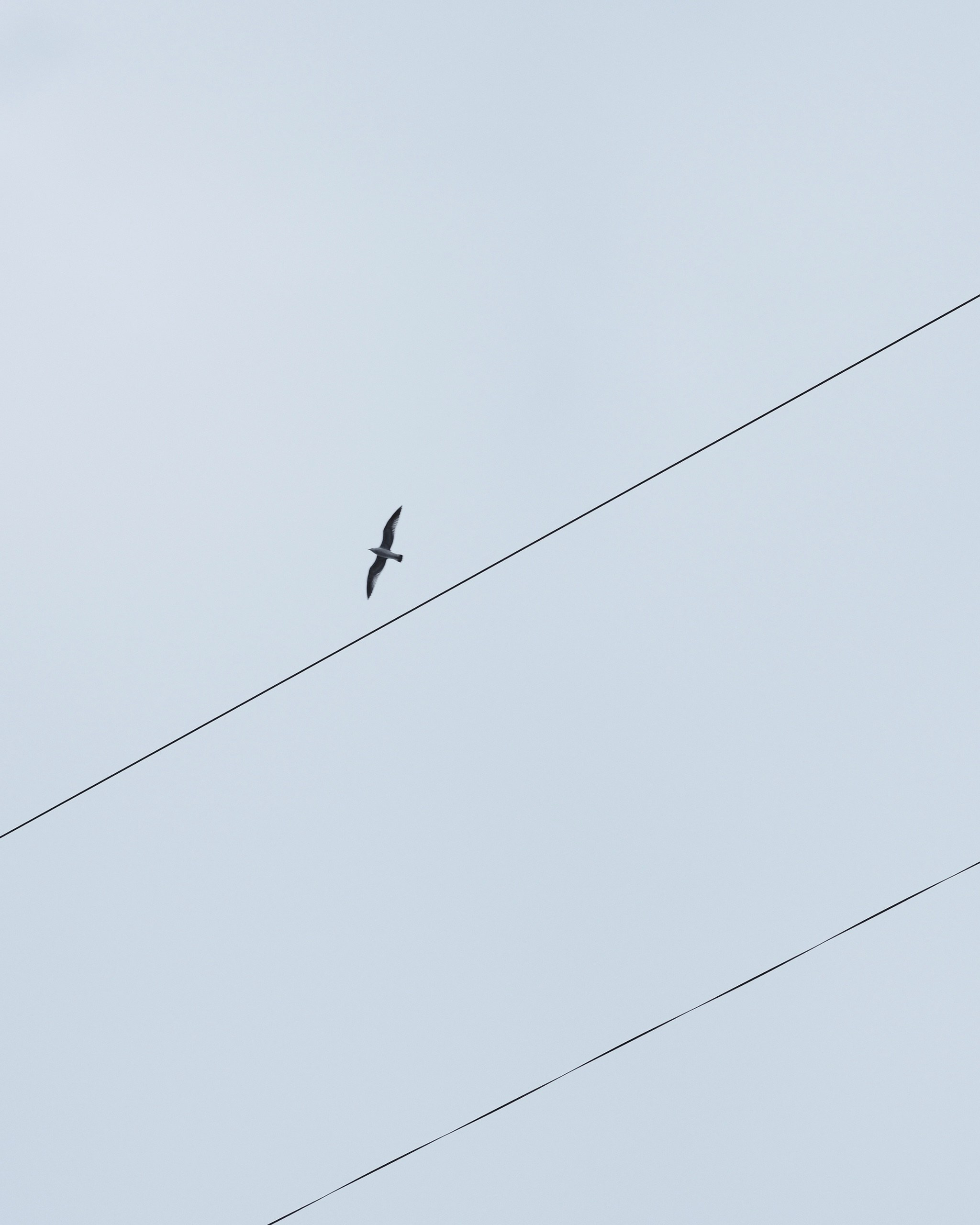 Санкт-Петербург. BELABONKA