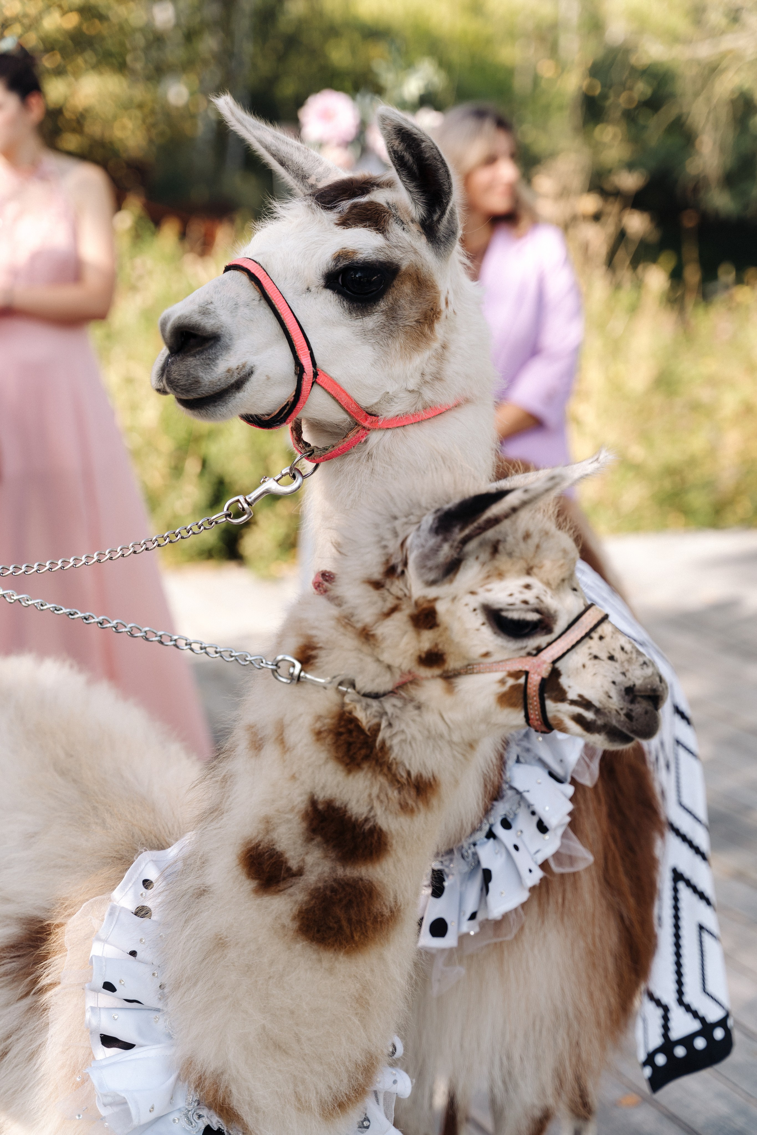 Свадебная фотосессия. Свадебный и семейный фотограф в Серпухове и Москве Павел Воробьев
