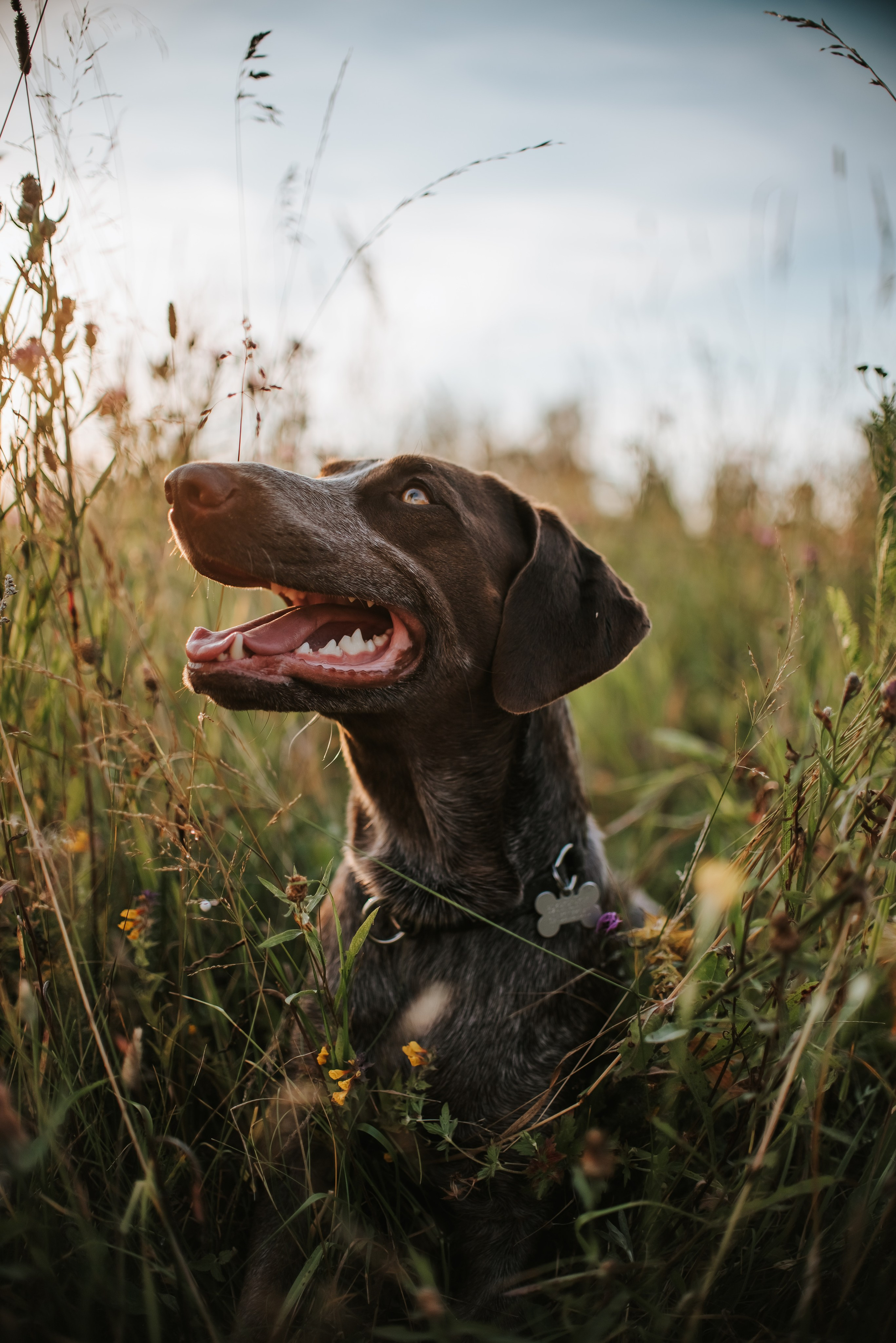 Витя и Кофи. Фотограф-анималист Валерия, Москва, Мытищи