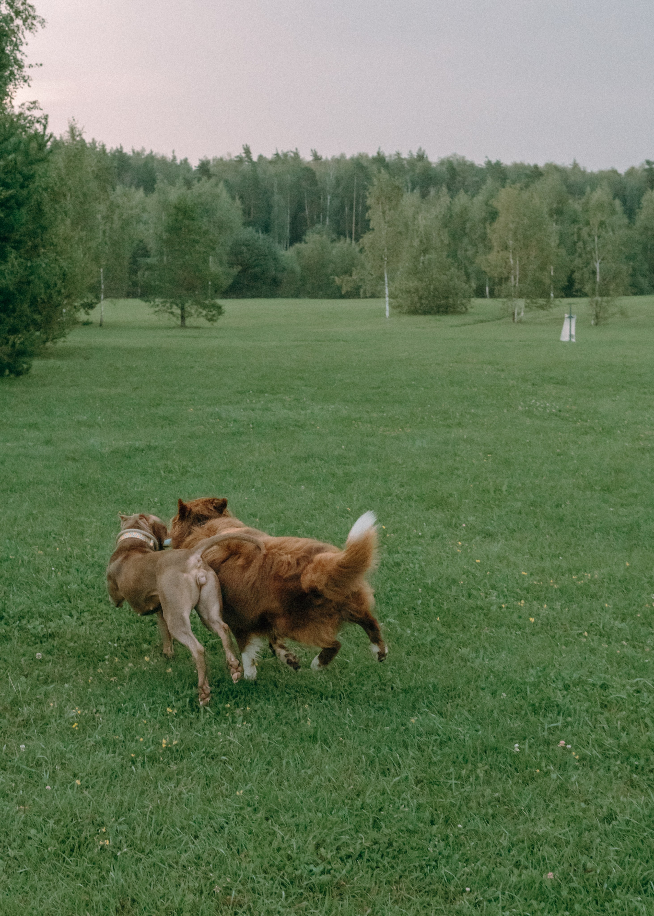 Виолетта, Лила и Питер. Фотограф-анималист Ксения Воробьева, Москва