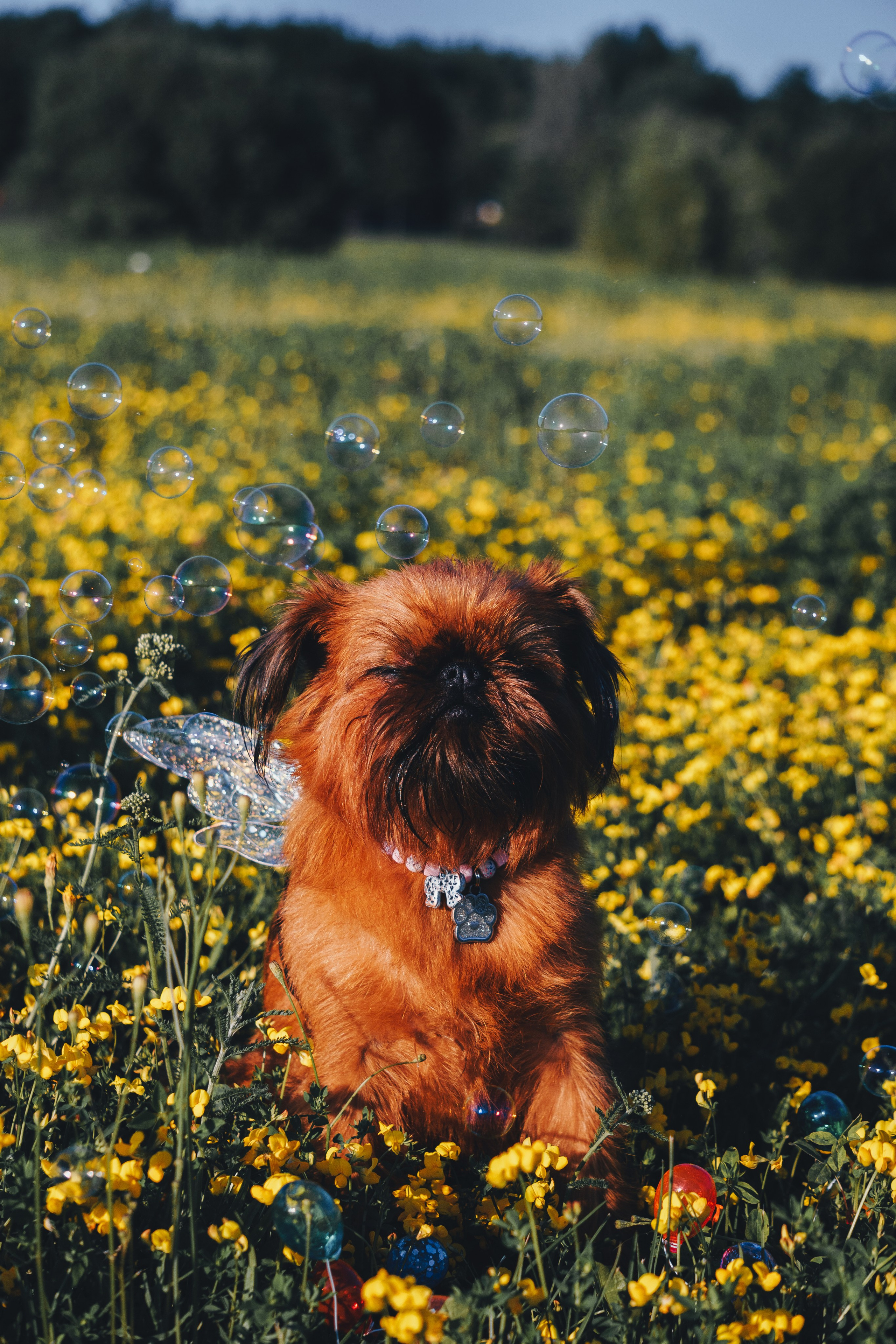 Катя и Яшма. Фотограф-анималист Ксения Воробьева, Москва