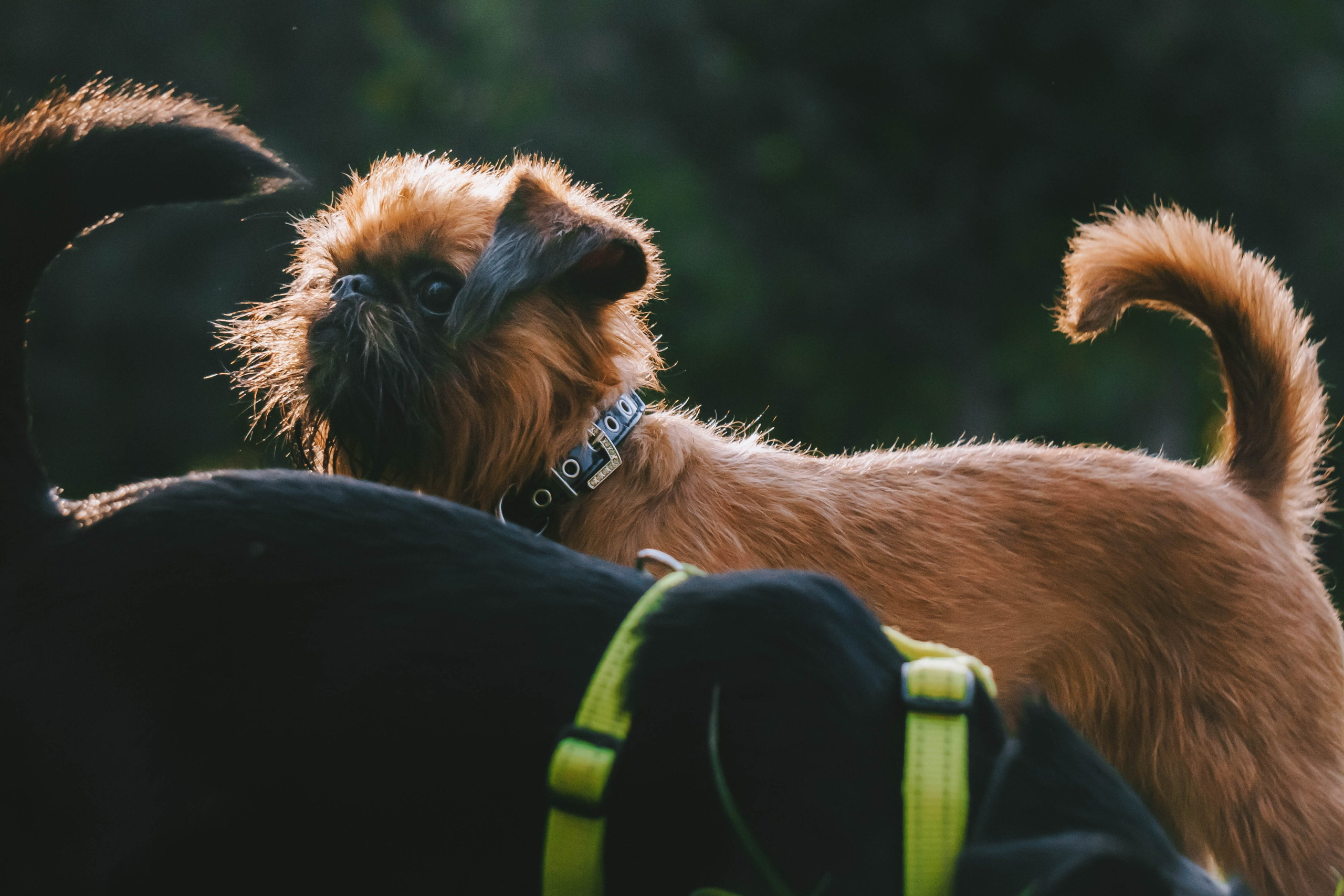 Мини-туса гриффоны и брабансоны. Фотограф-анималист Ксения Воробьева, Москва