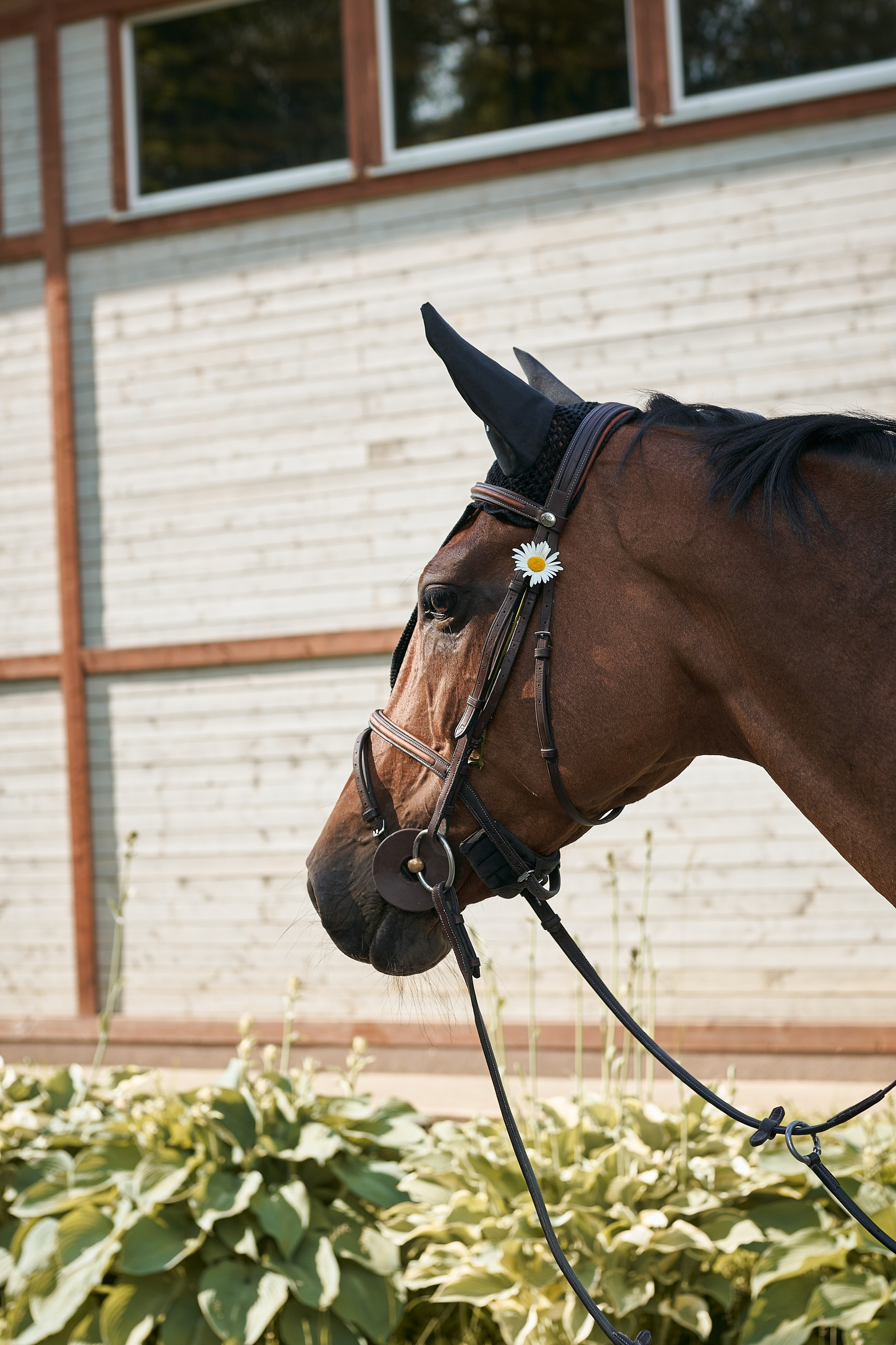 Алиса и Кон Челла В. Фотосессии с лошадьми в Москве, Новосибирске