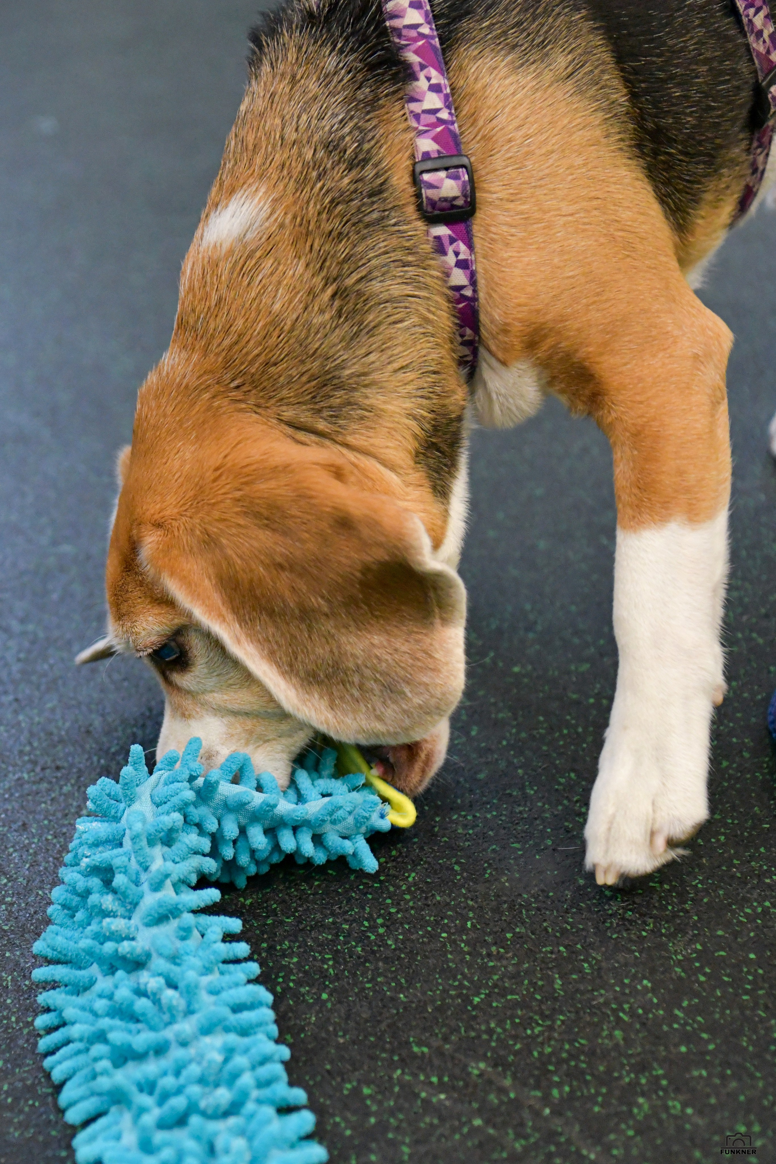 Кинологический клуб «Бодрый хвост». Свой взгляд через объектив