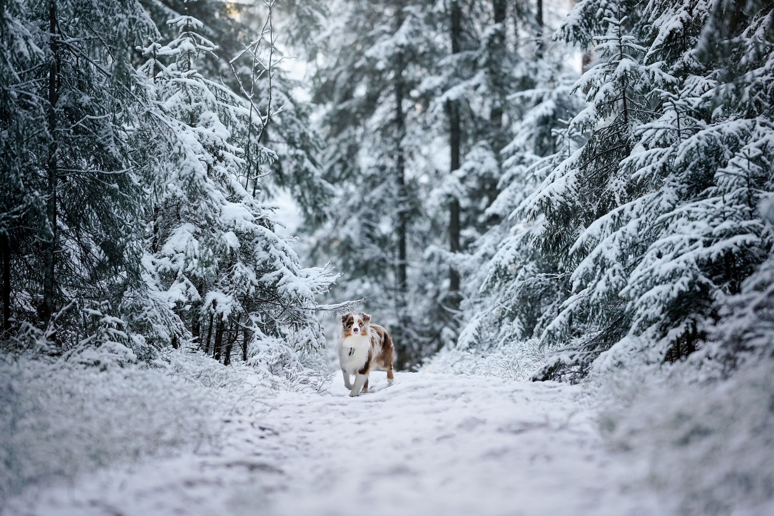 Панда зимний лес. Фотограф-анималист в Санкт-Петербурге Яна Мартынова