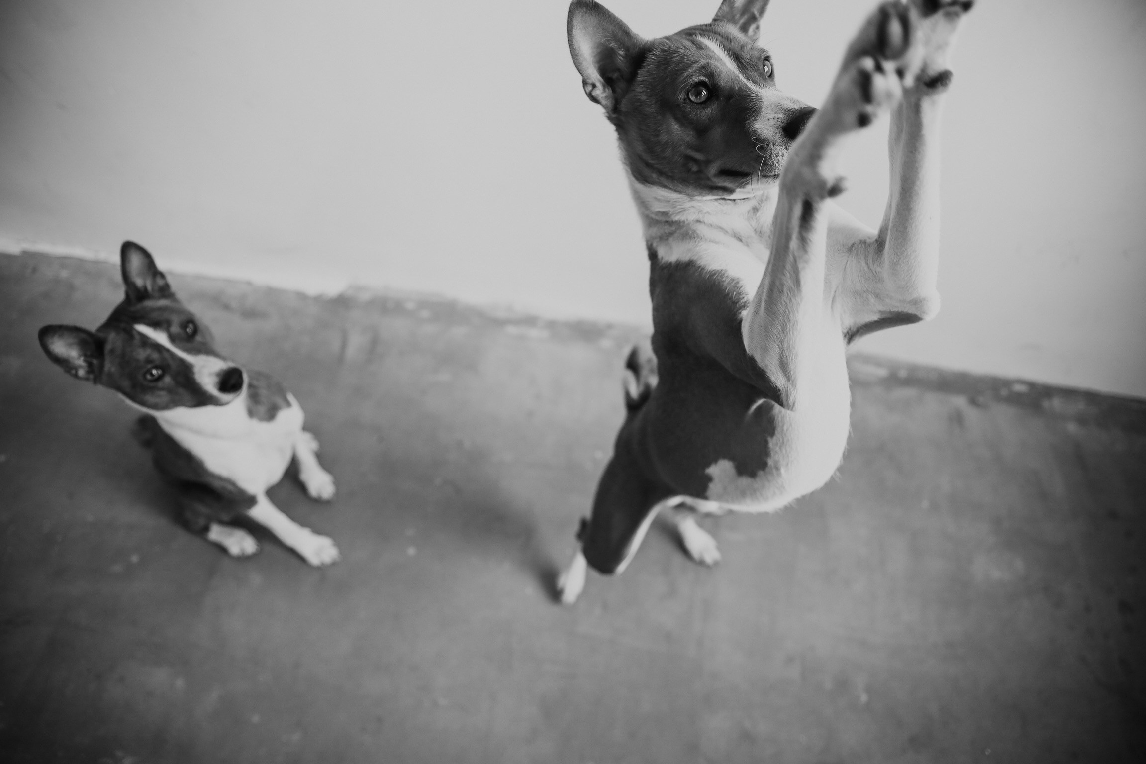 С собаками. Фотограф в Серпухове и Тарусе Ксения Царёва