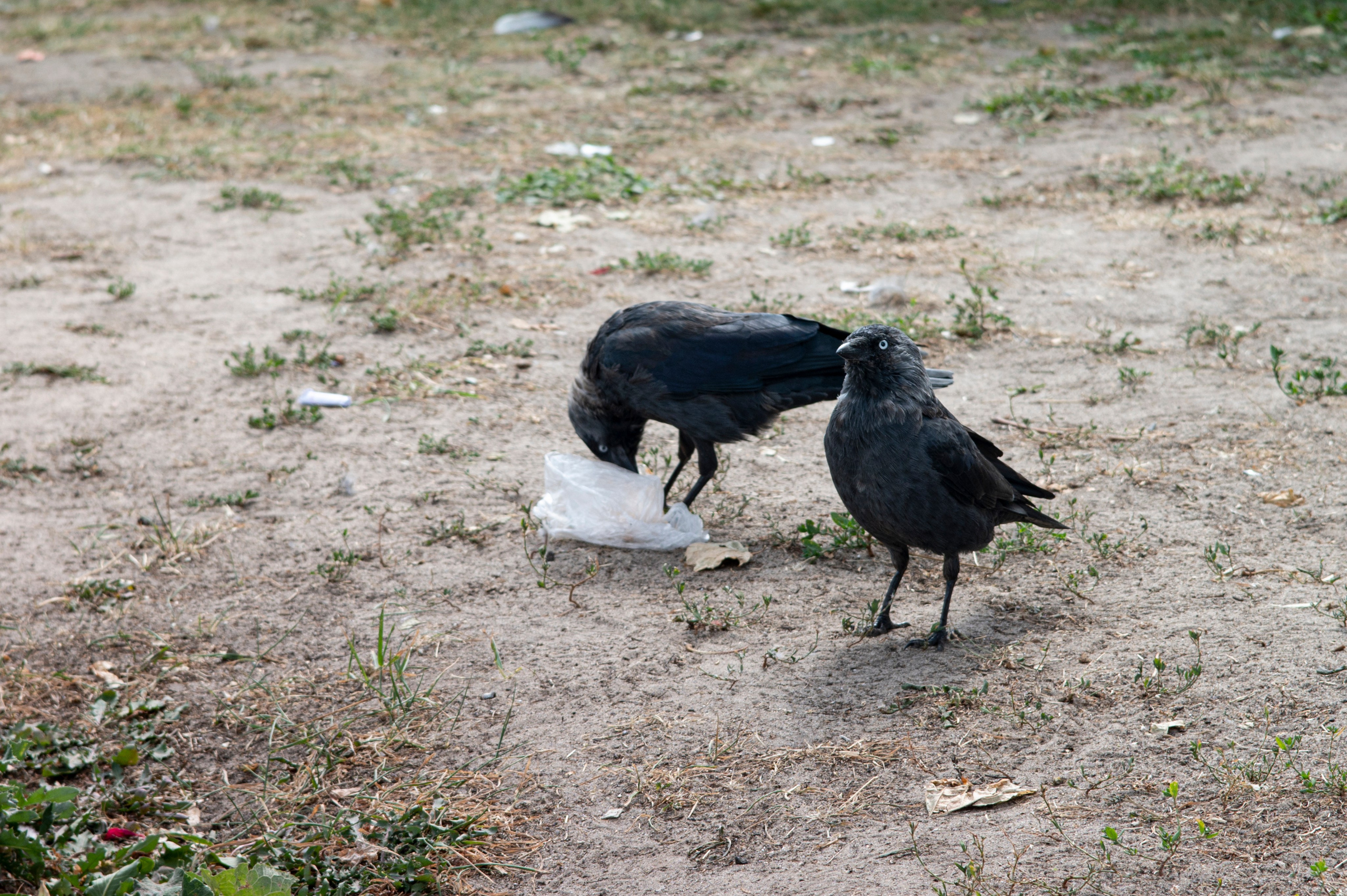 Муром. Сентябрь 2022. Фотограф Роман Адлер