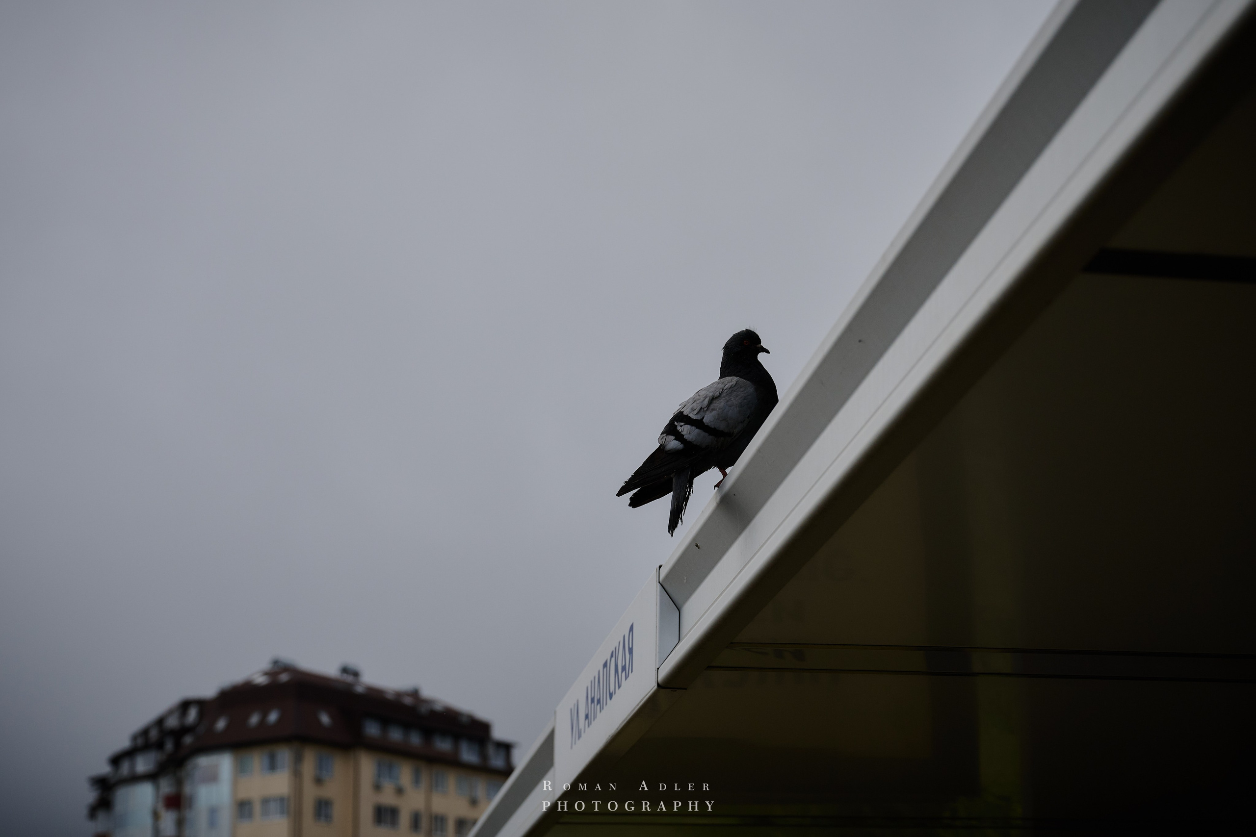 Сочи. Апрель 2025. Фотограф Роман Адлер