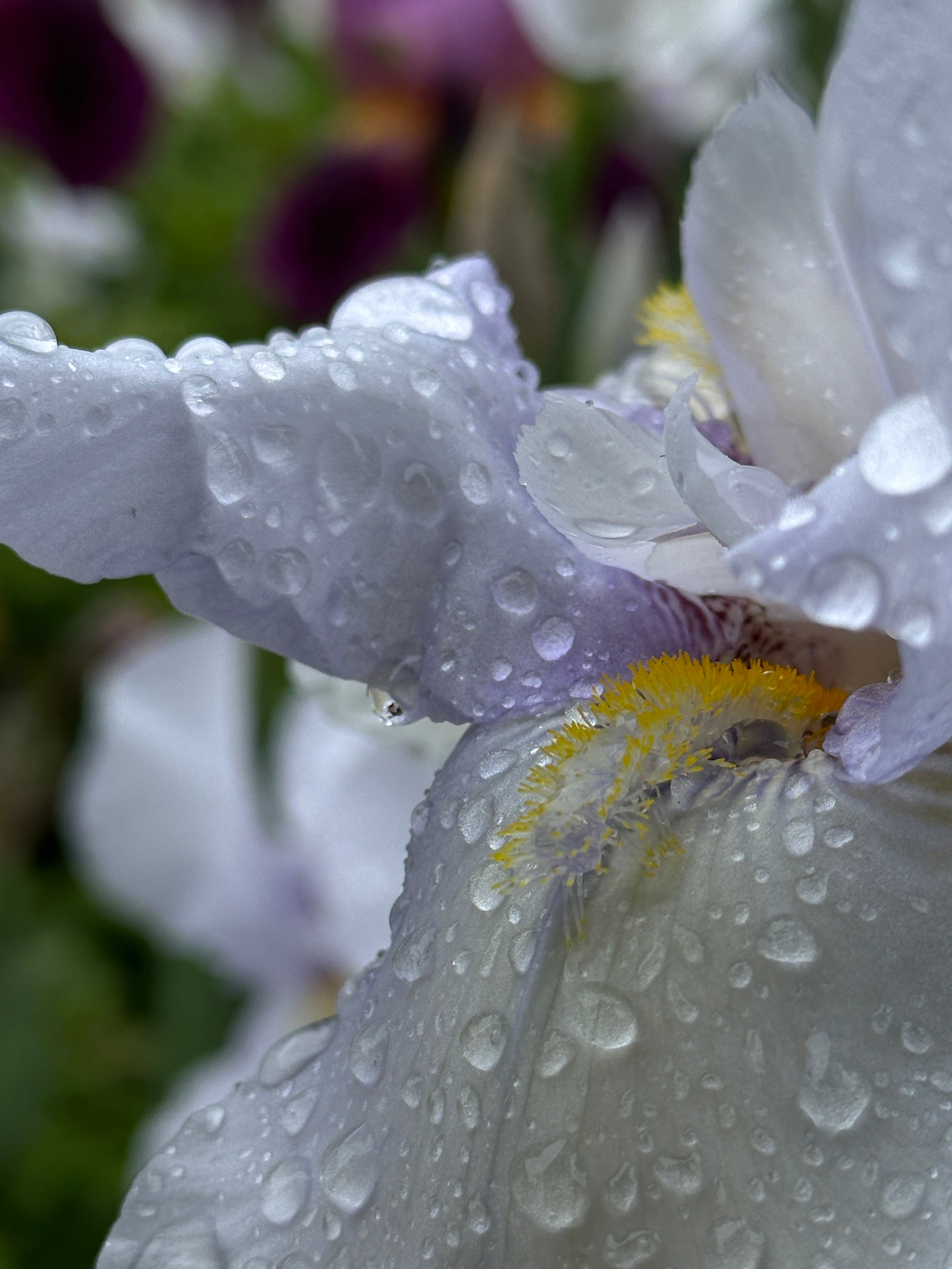 Макро любовь. Смотри, красота!