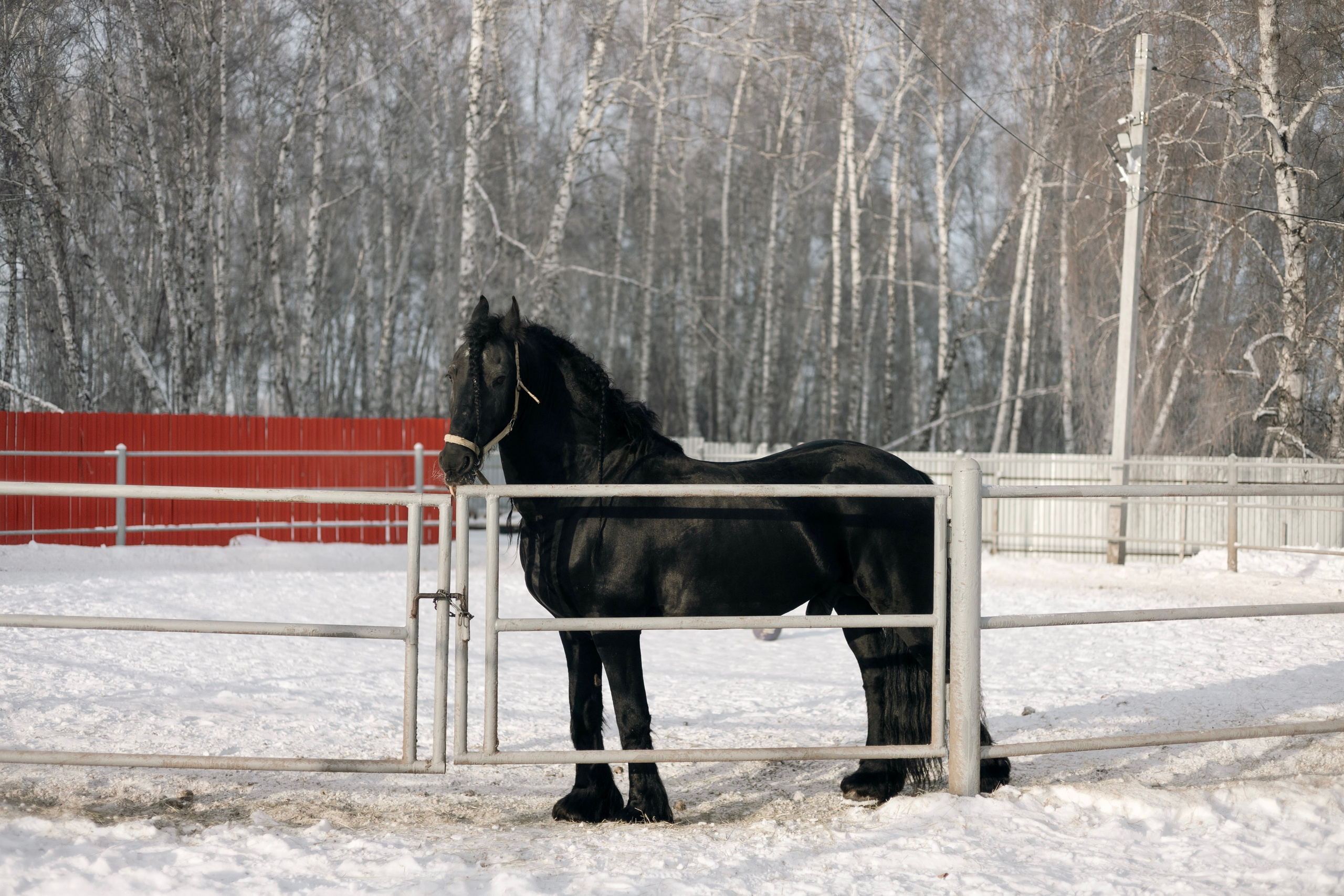 Татьяна Мустякимова. Хозяйка пони-фермы. Репортажный фотограф Наталья Лапцевич