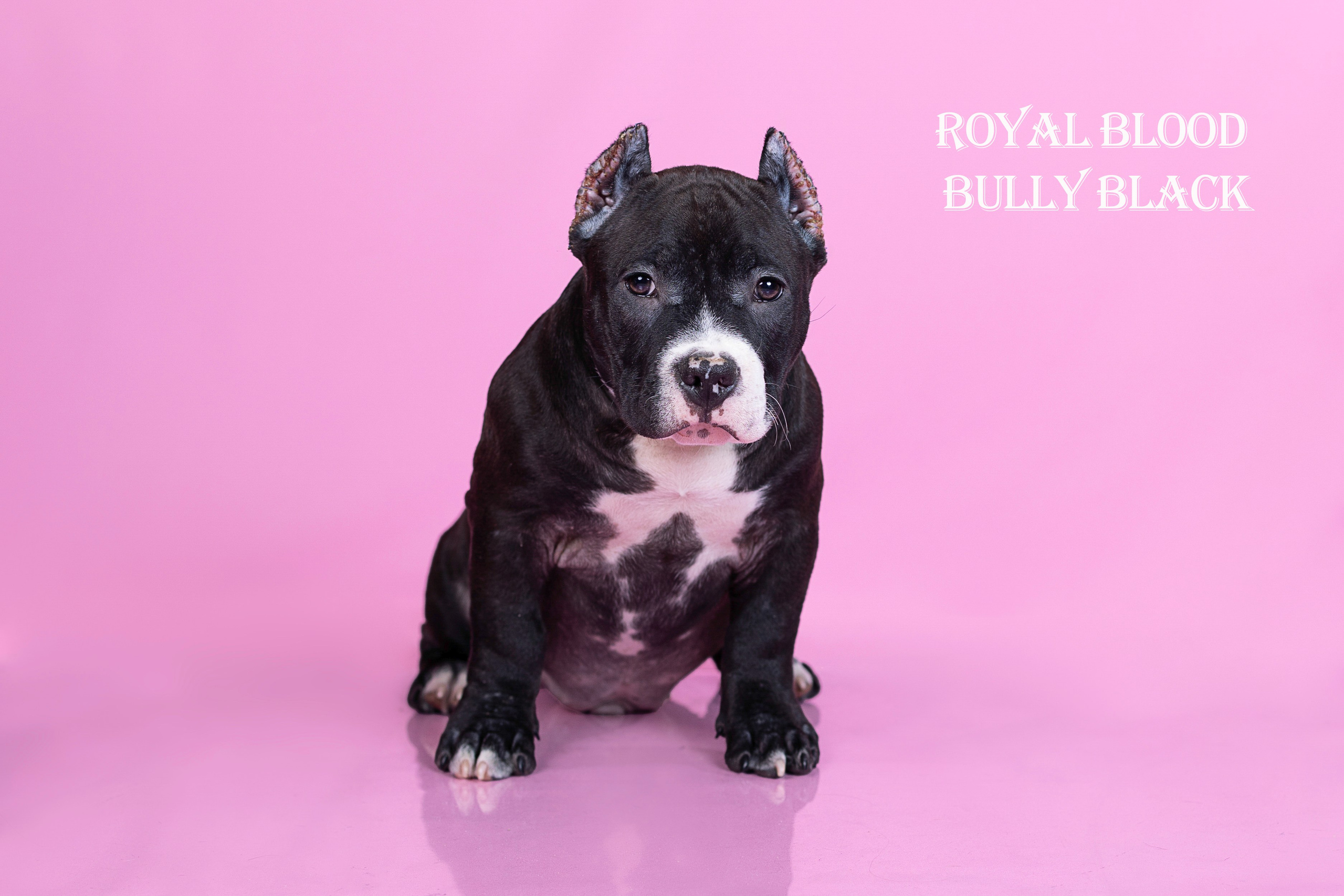 Американский булли!. Фотограф 📸 семейный, предметный, репортажный