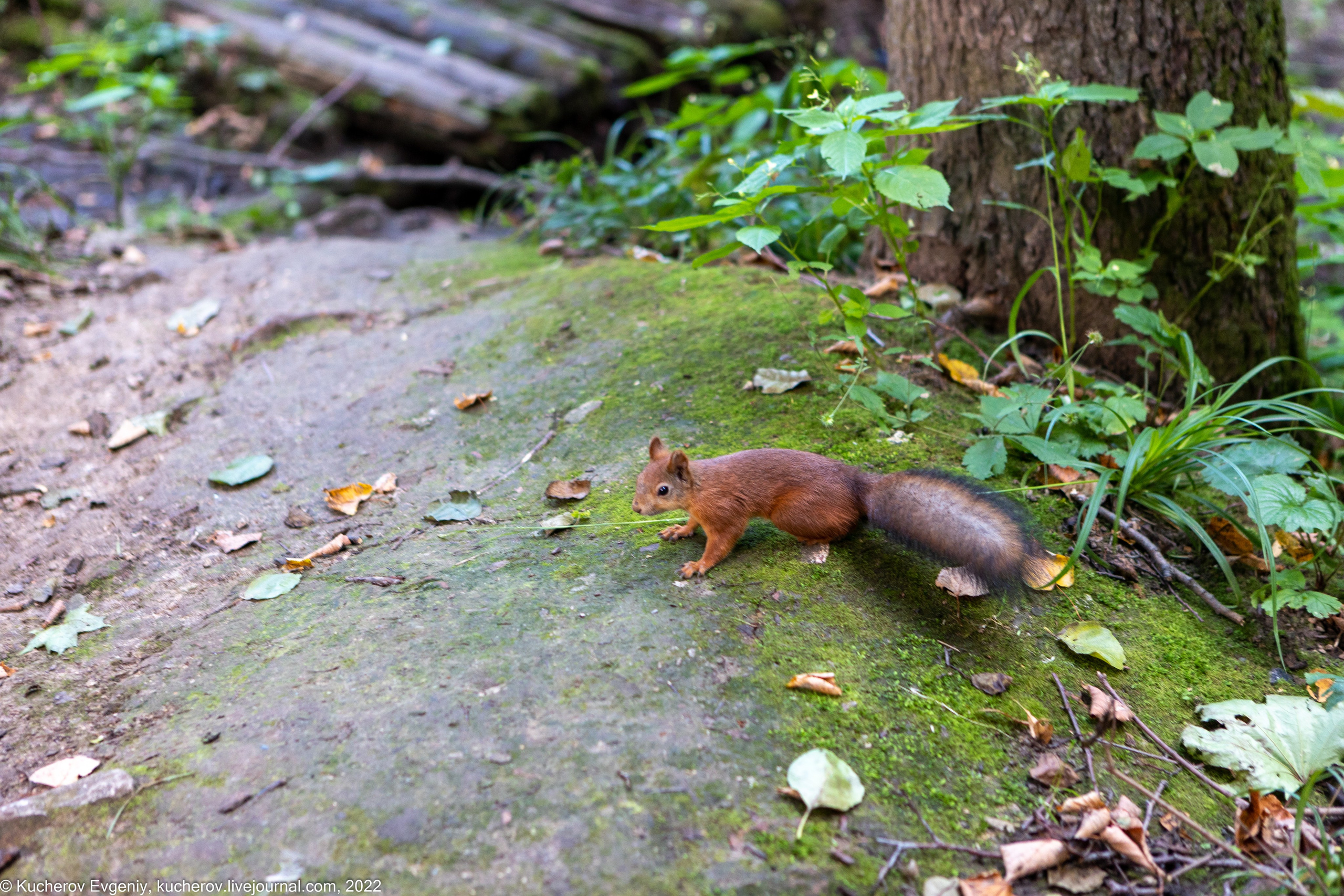 Царицыно. Кучеров Евгений. Фотограф