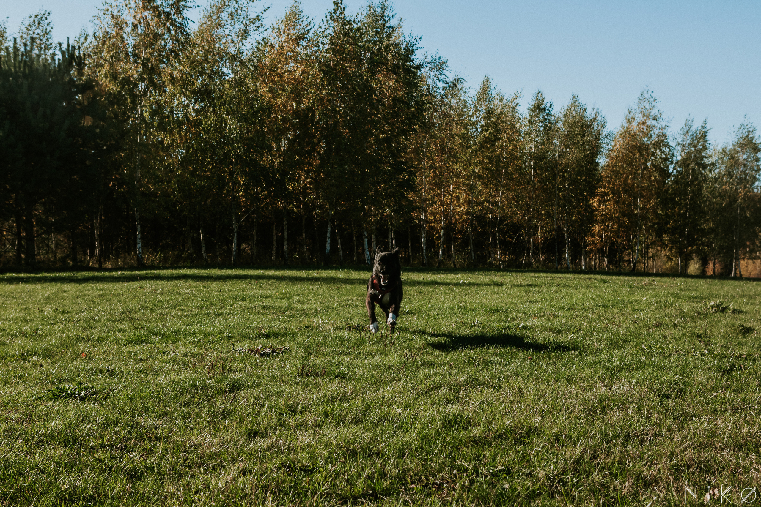 Sasha and Chernysh. Фотограф Николь Фолиянц