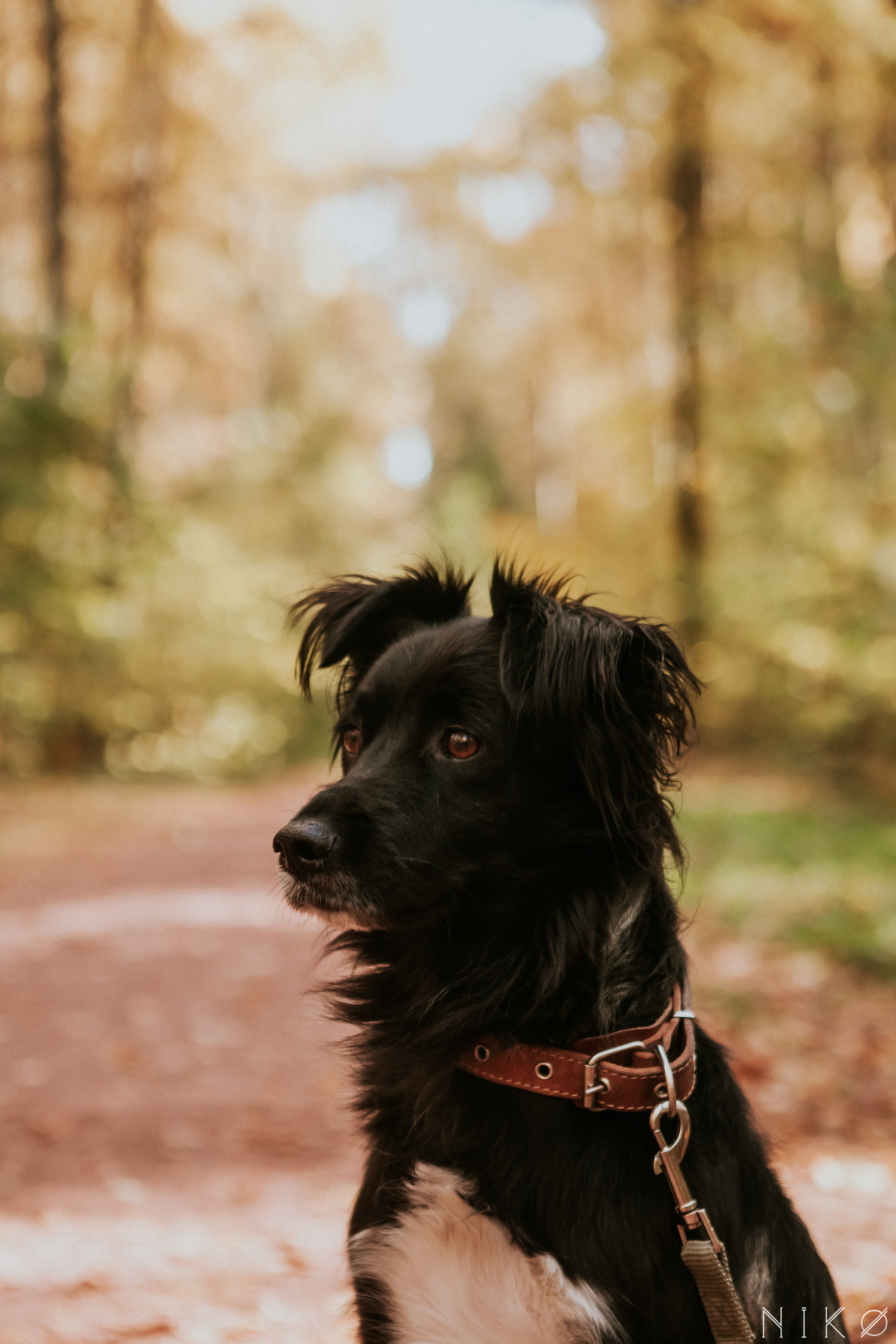 Sasha and Chernysh. Фотограф Николь Фолиянц