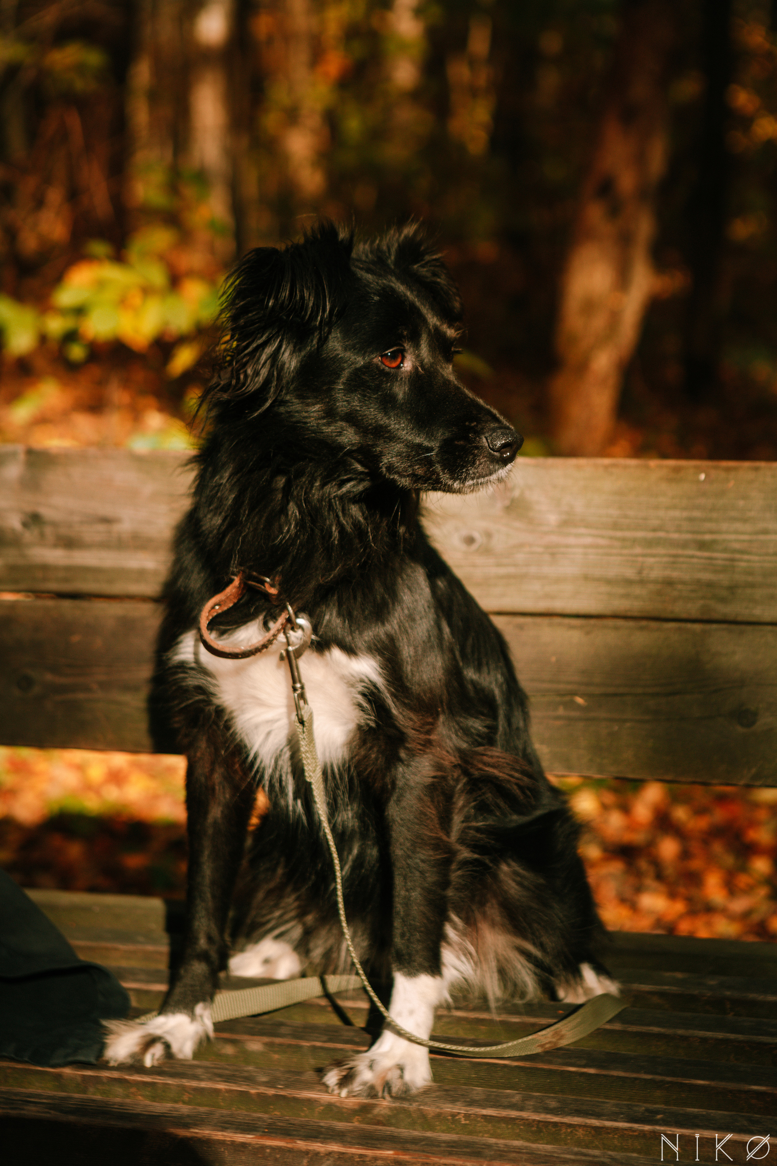 Sasha and Chernysh. Фотограф Николь Фолиянц