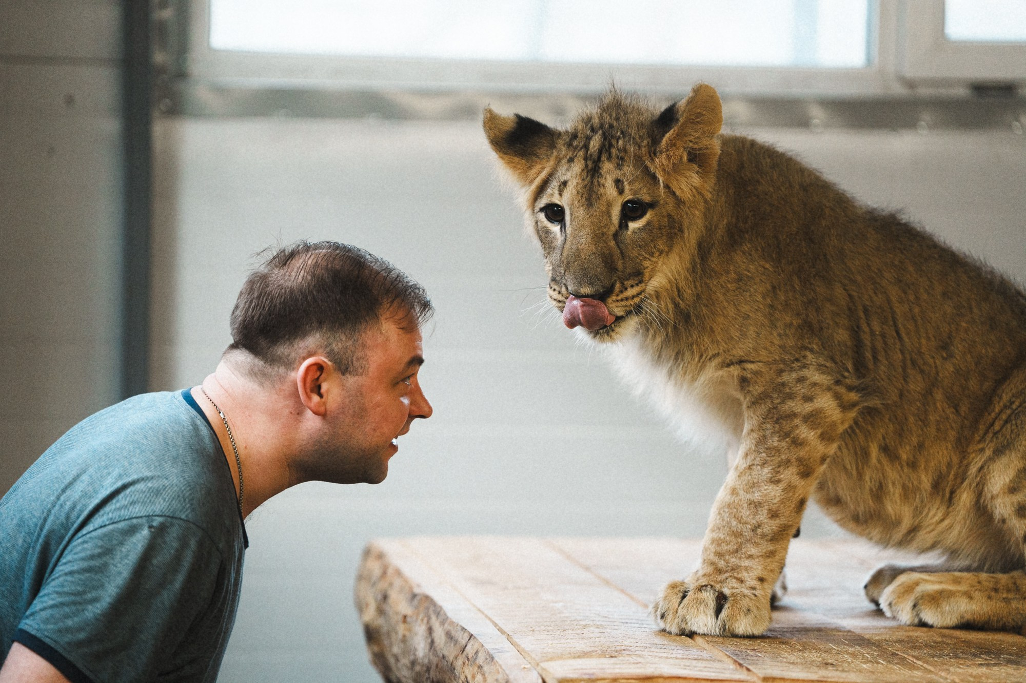 Карельский зоопарк. Zekons. Фото, видео, нейросети