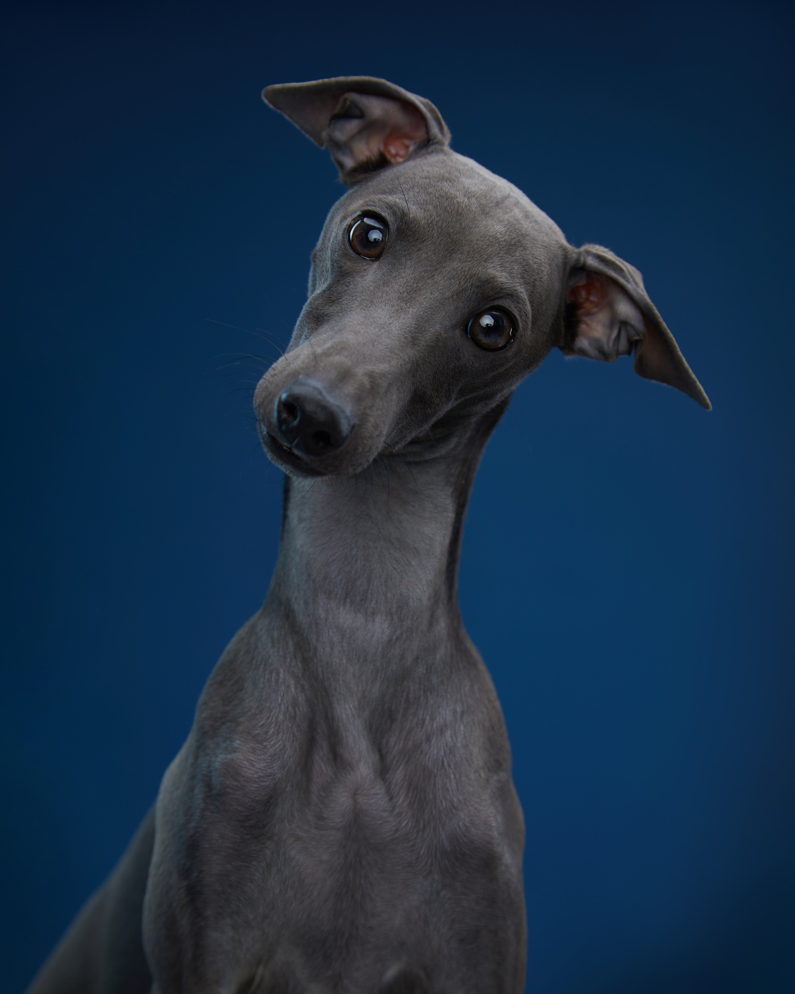 Pets Photography / Фотограф Собак