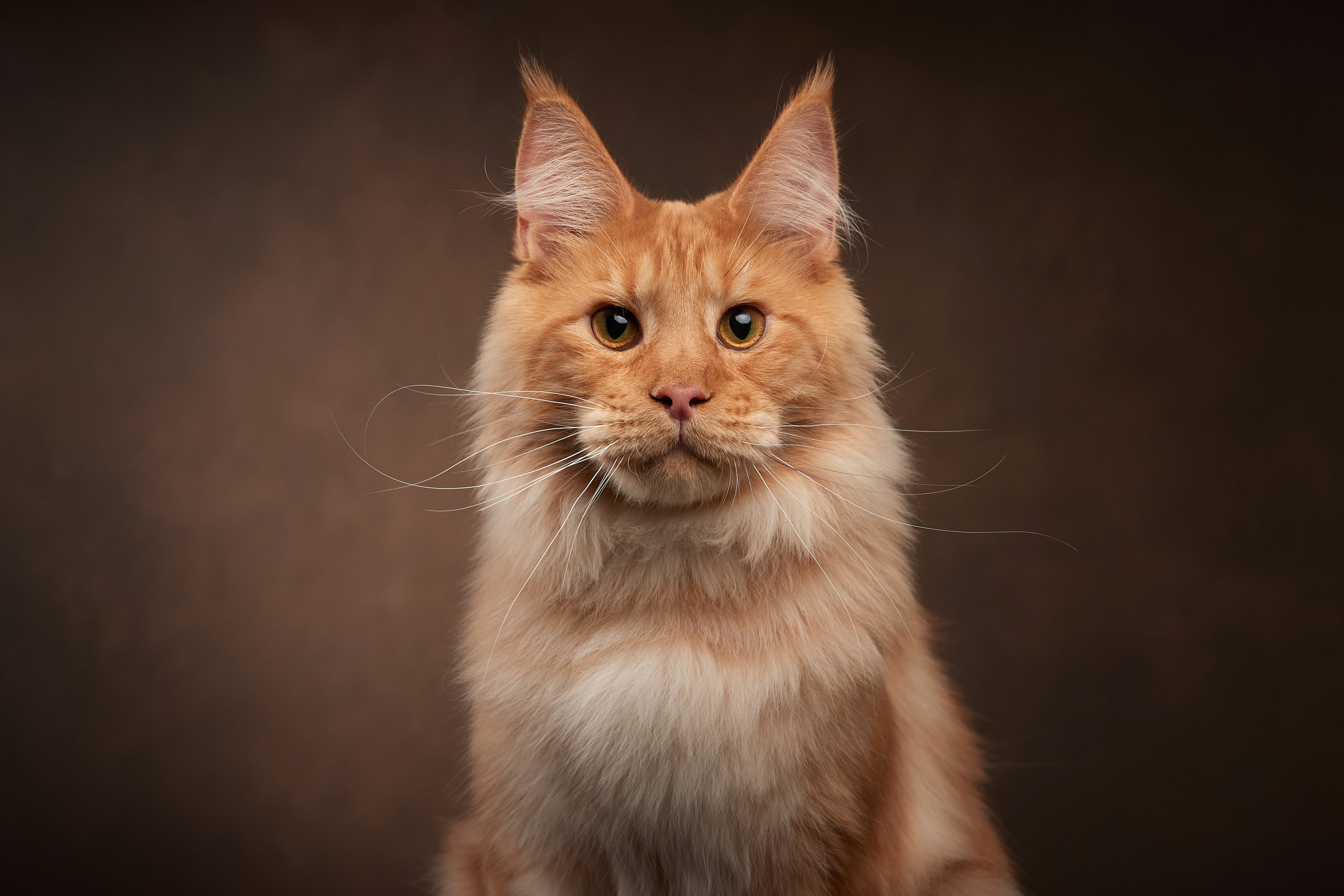 Мей-нкун, Moppins Kato * Катоша