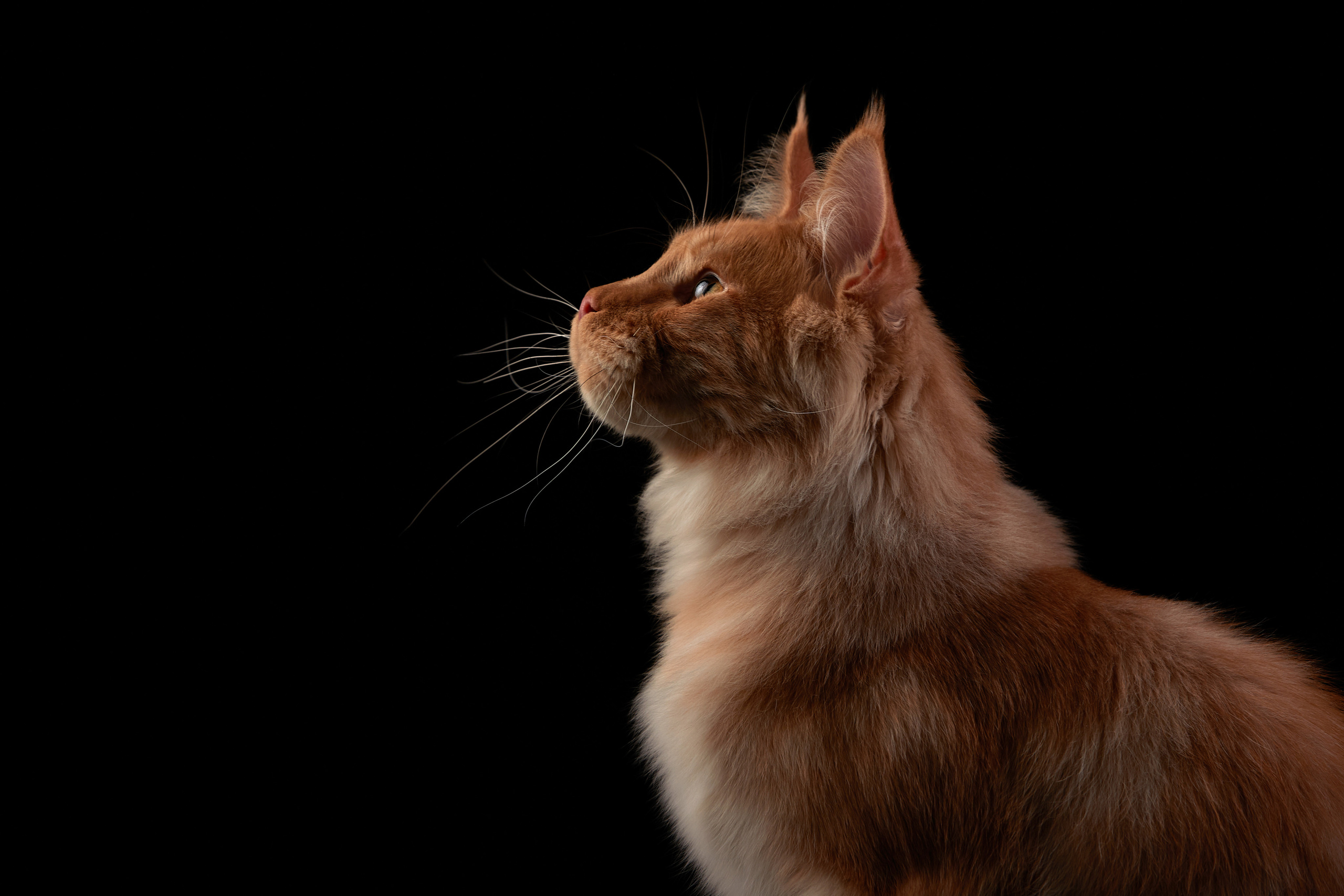 Мей-нкун, Moppins Kato * Катоша