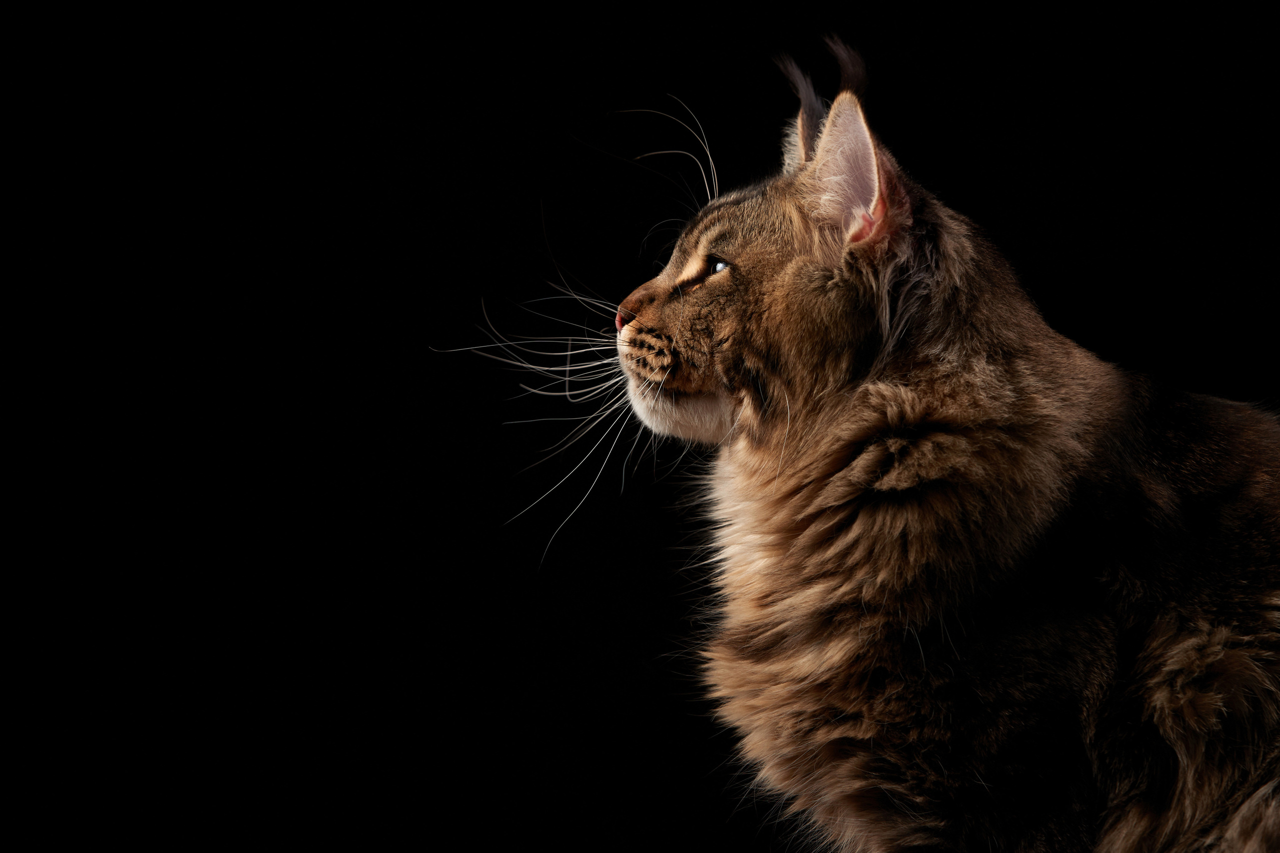 Pinery team Elisei * Елисей Владелица: Ольга Туфанова