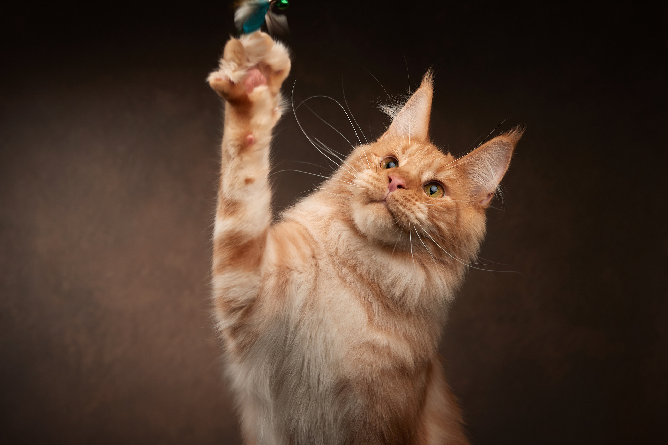 Мей-нкун, Moppins Kato * Катоша