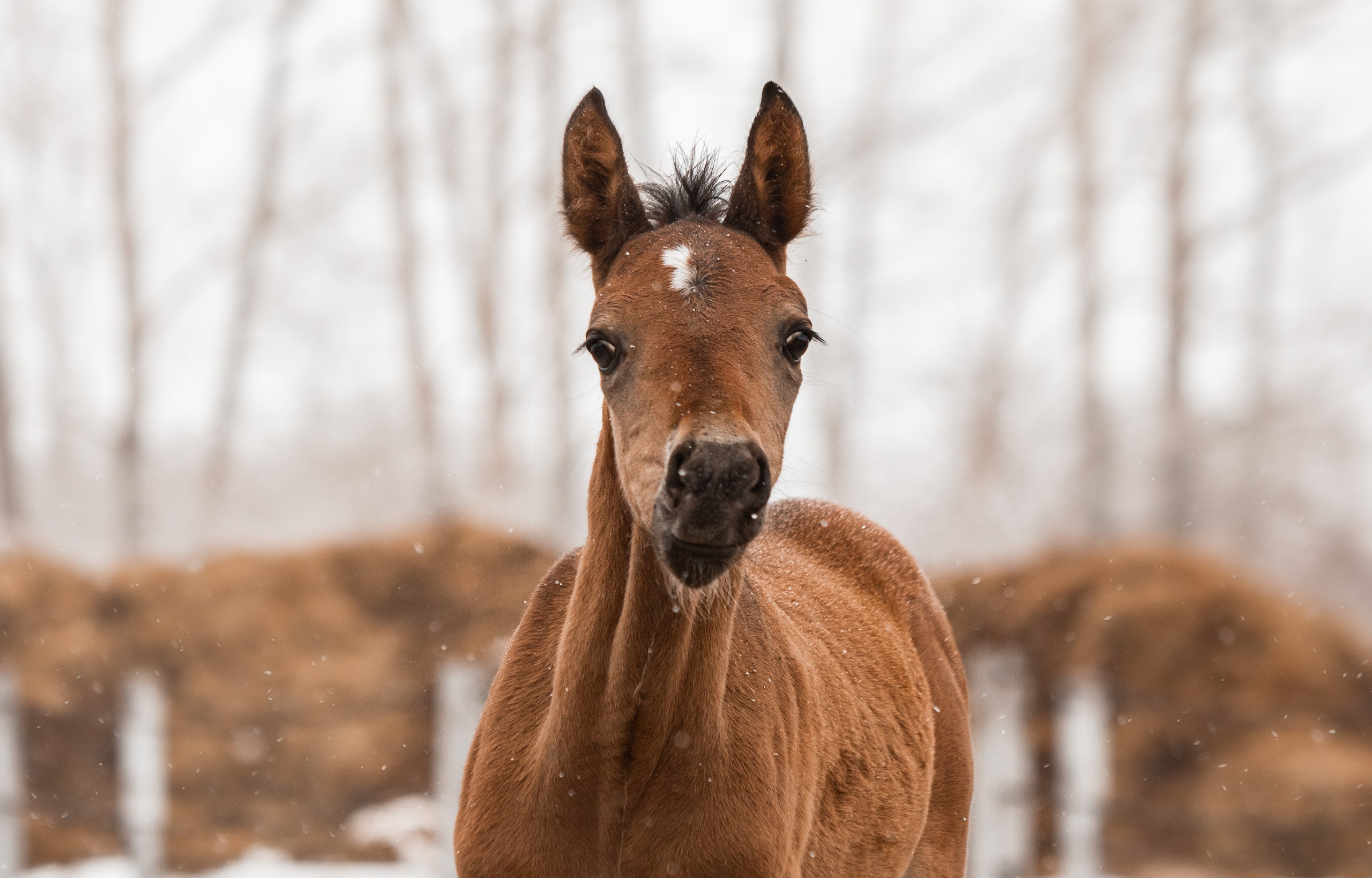Портреты лошадей. Главная