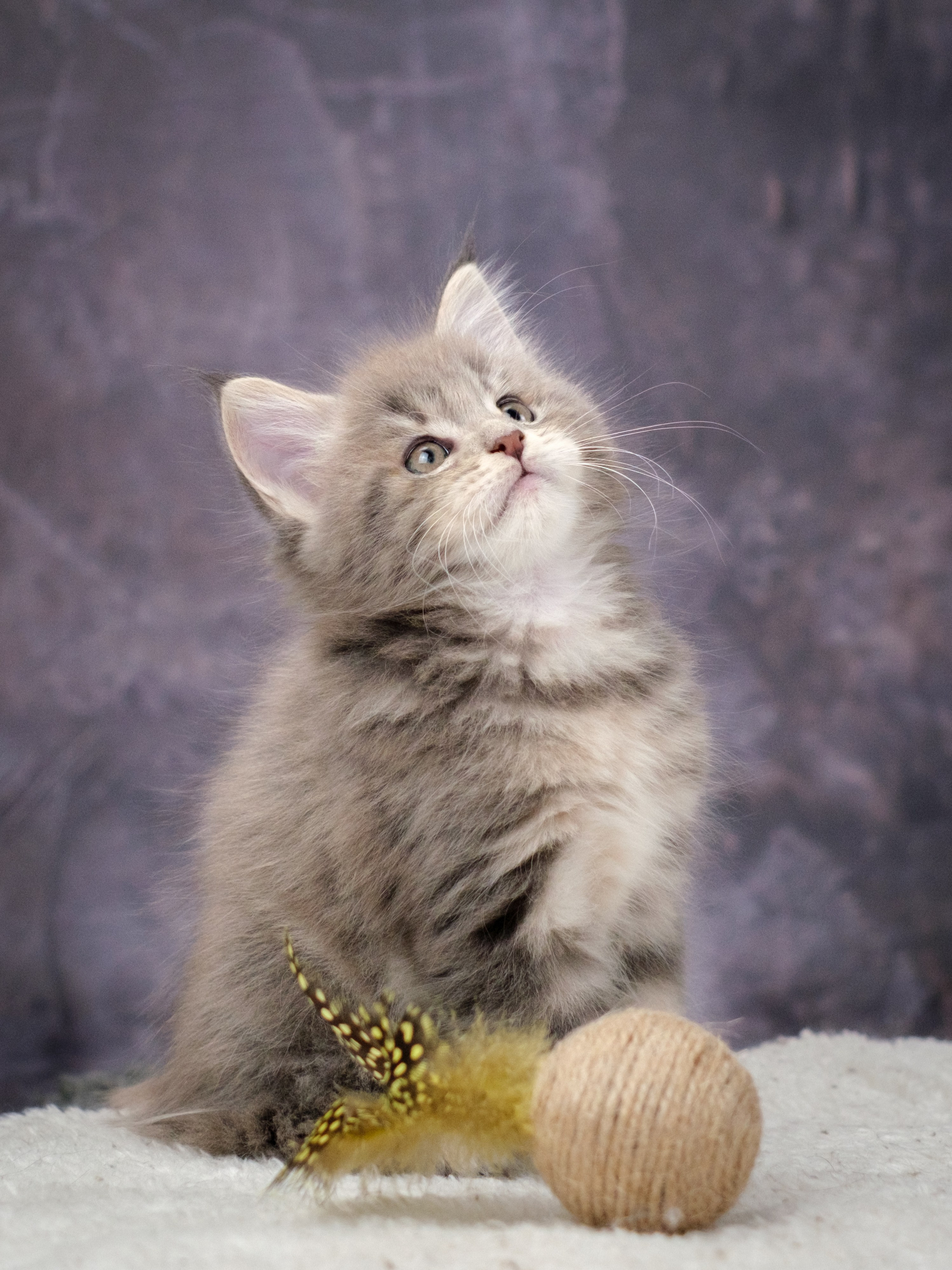 Мейн-куны для Анастасии. Зоофотограф, фотограф животных в Москве и области Дина Дамоцева