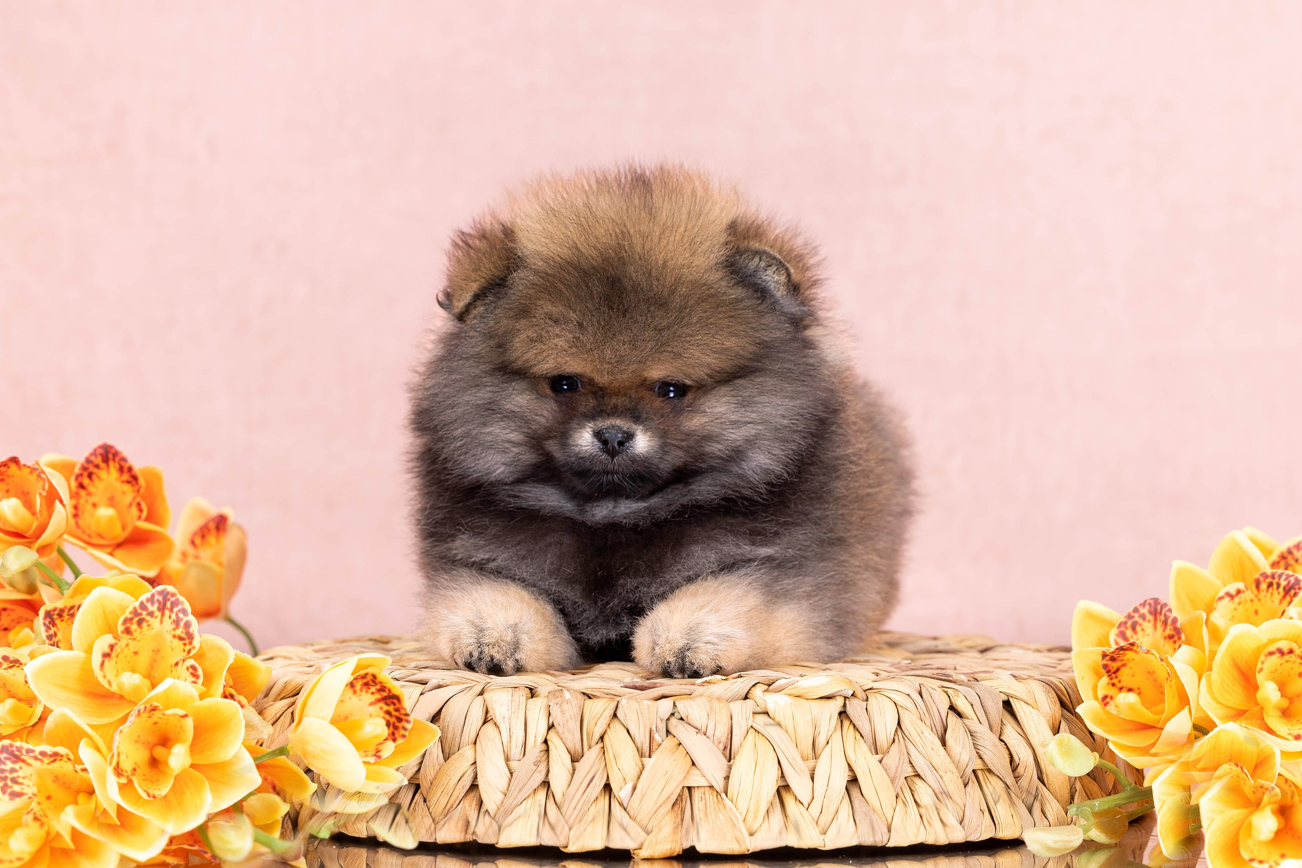 Пастельные фоны. Фотограф-анималист в Омске Екатерина Маричева