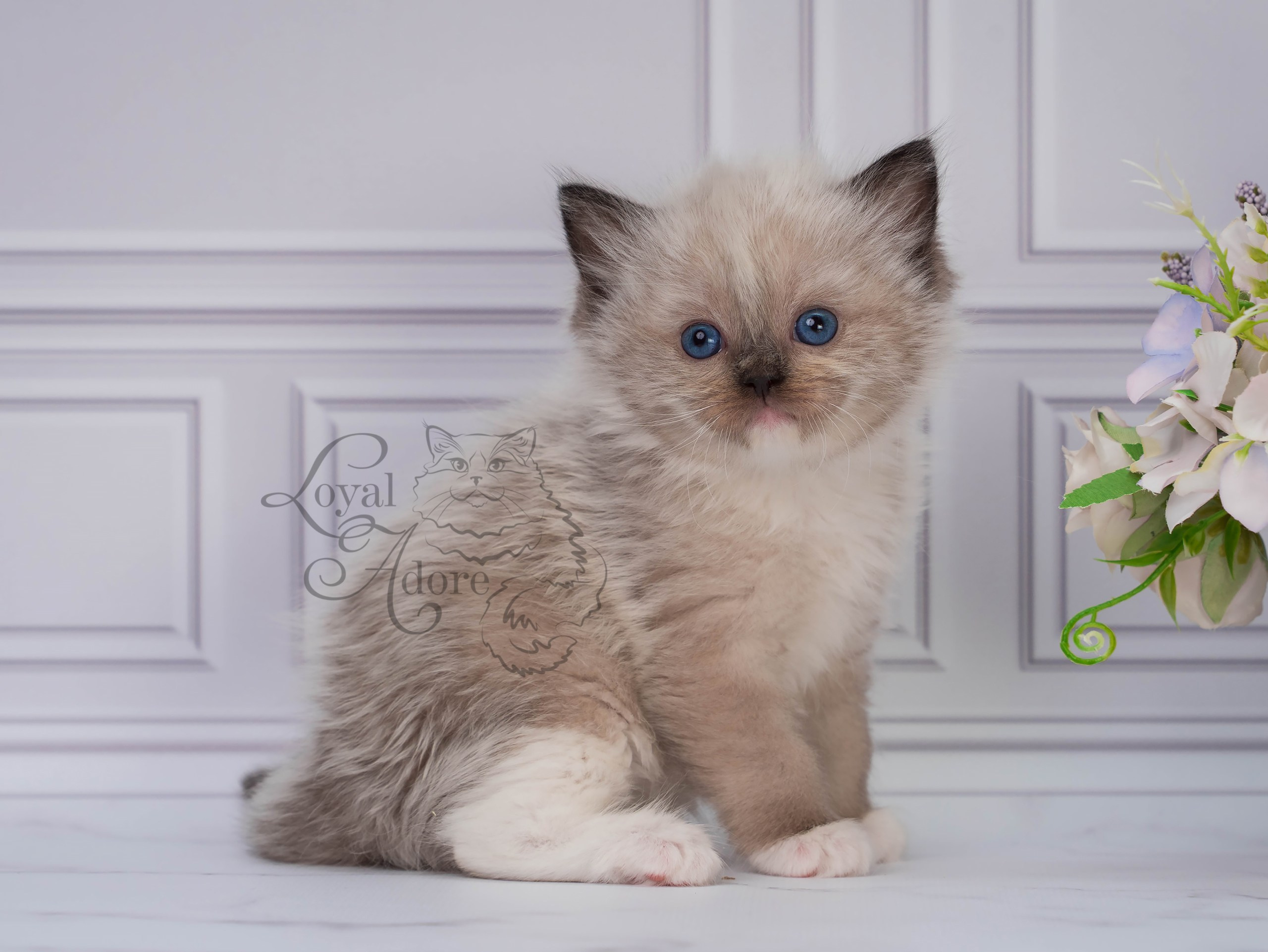 Котята рэгдолл от Loyal Adore. Питомник рэгдолл Loyal Adore