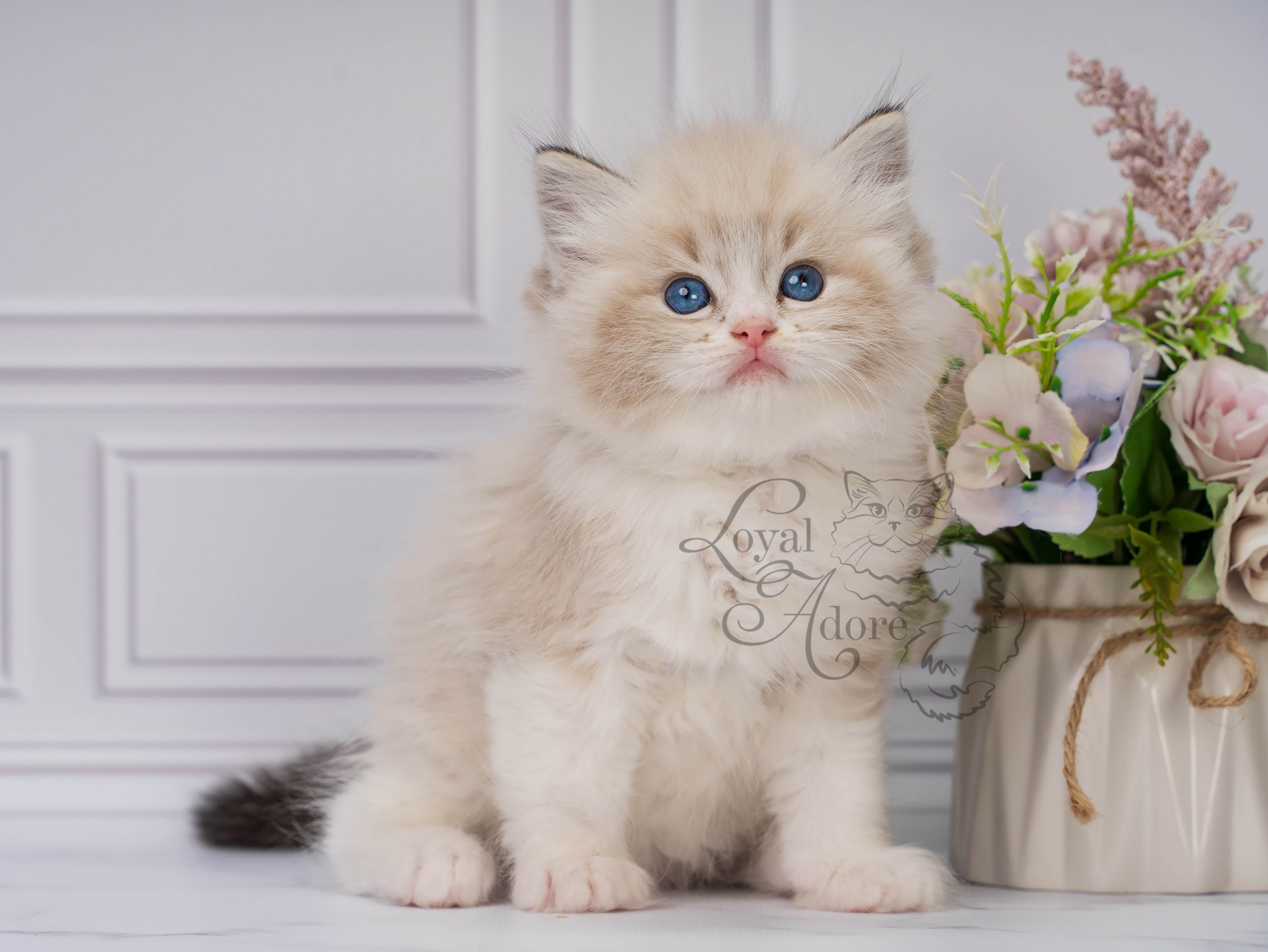 Котята рэгдолл от Loyal Adore. Питомник рэгдолл Loyal Adore